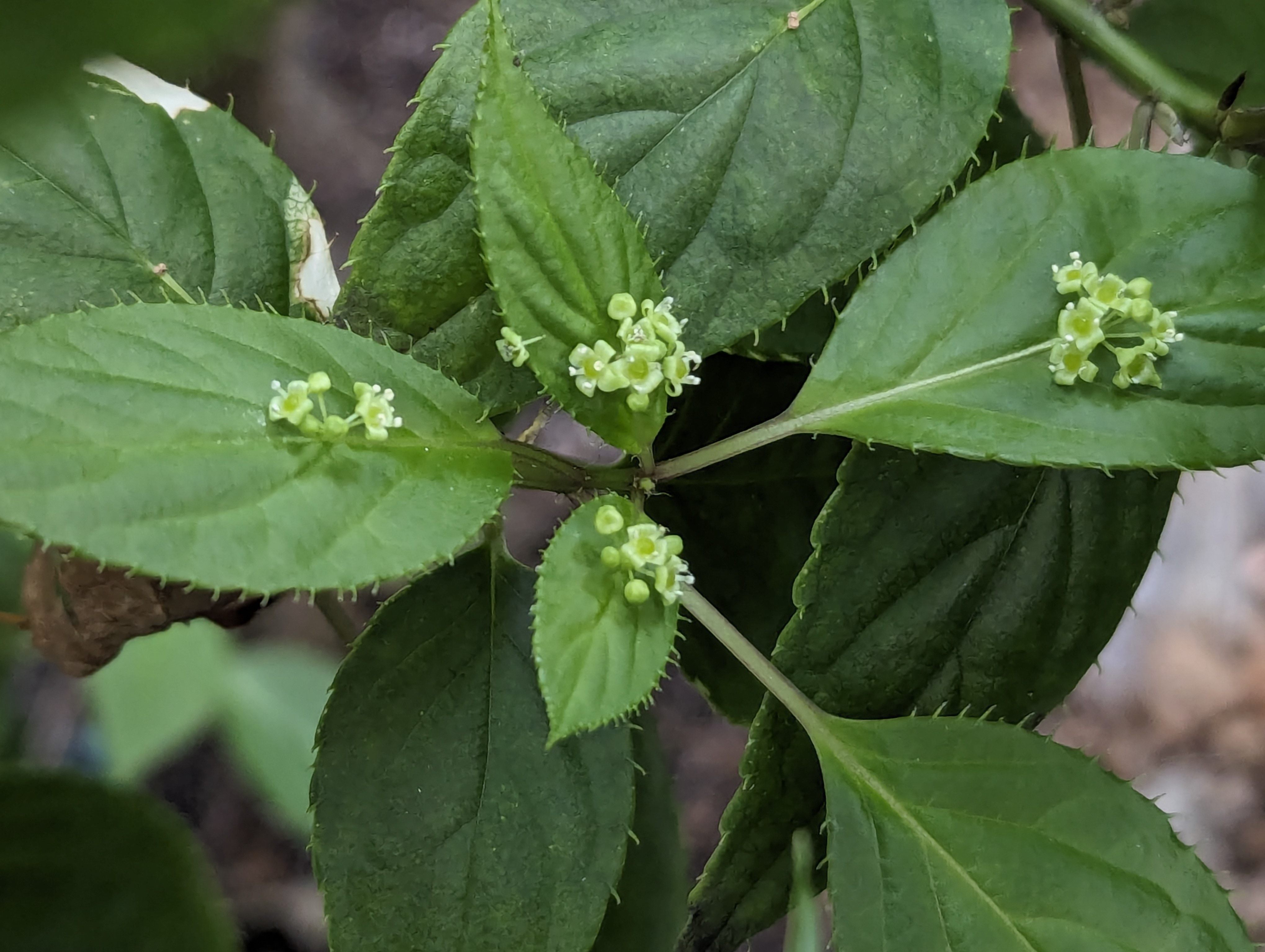 珍稀葉上花讓您大開眼界 臺灣青莢葉現身典藏植物園