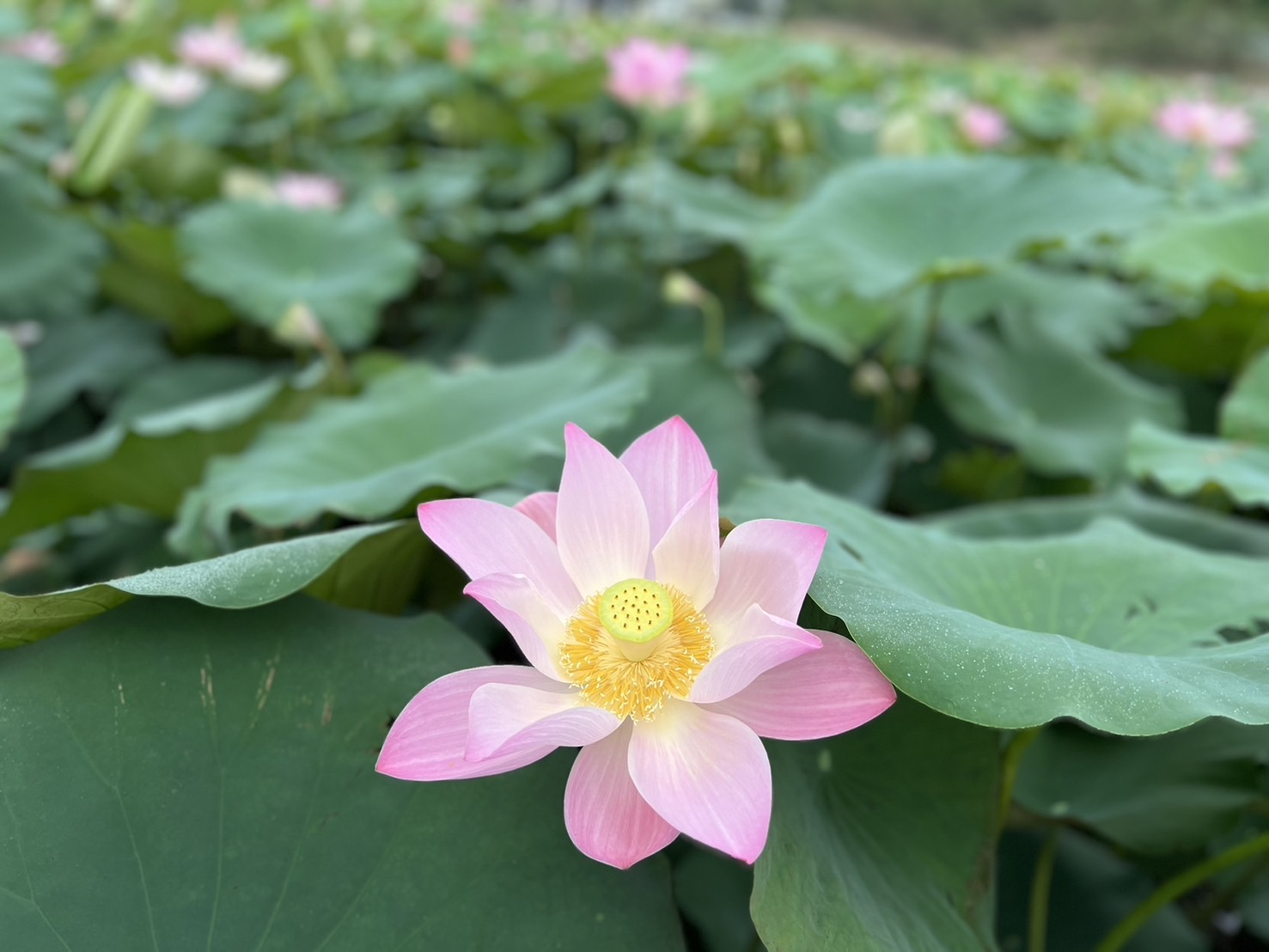 盛夏蓮香  2024白河蓮花季熱鬧登場...