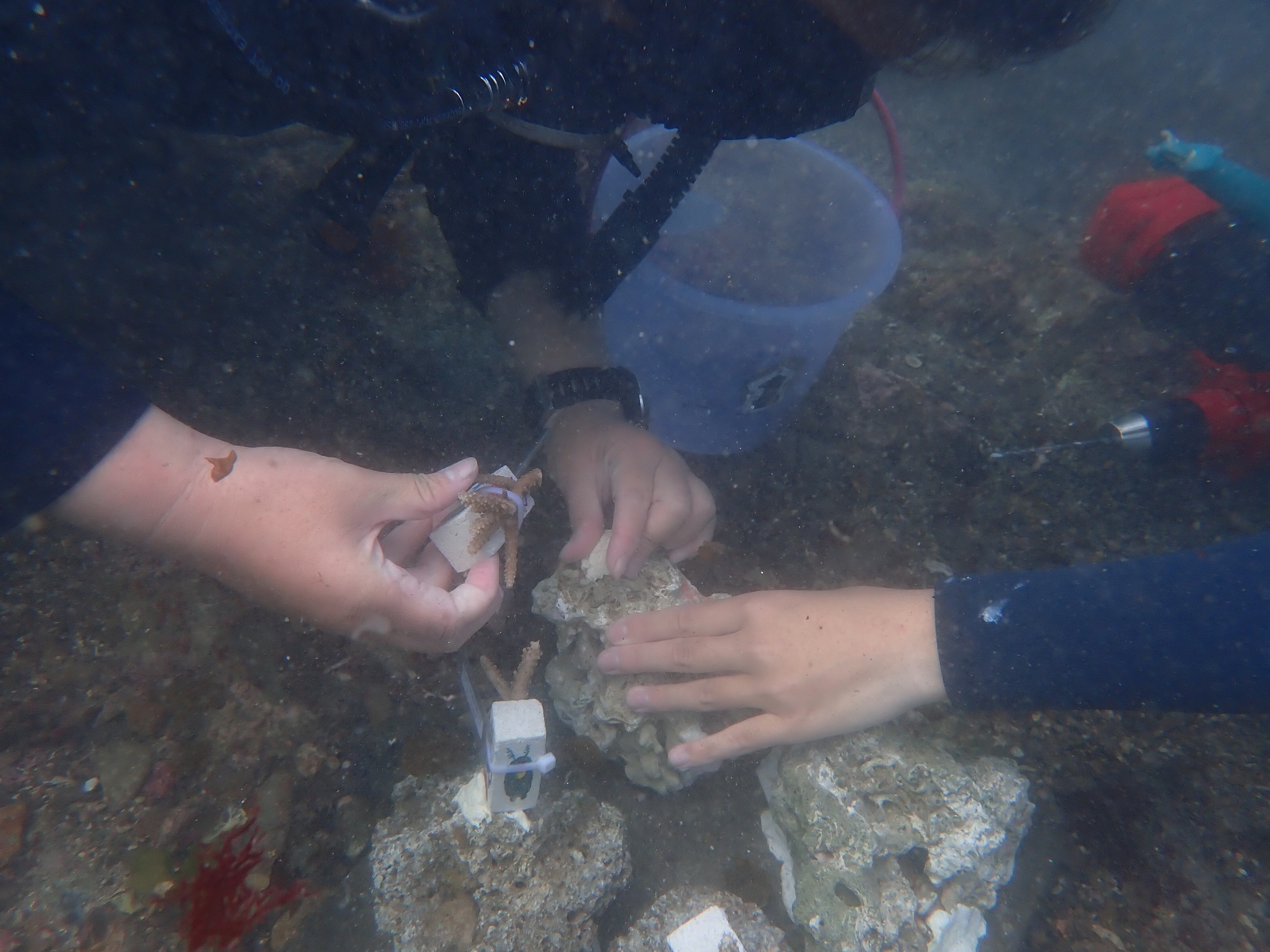 珊瑚移植工作坊限量招募25名志工   為海洋永續盡一份力...