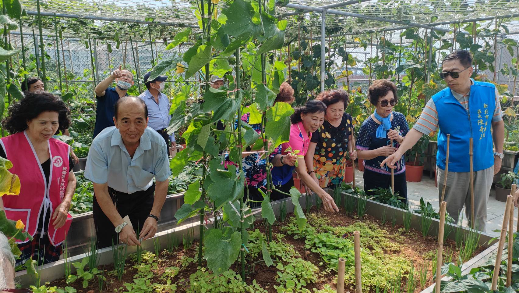 板橋首座開心農場 長輩種菜樂開懷...