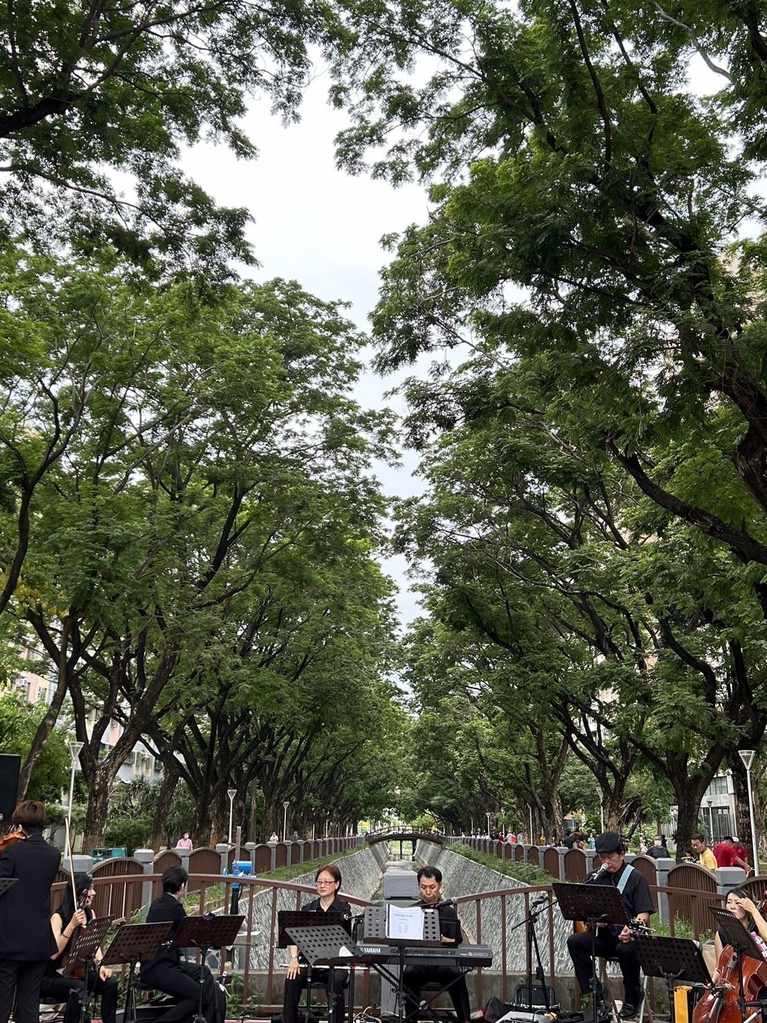 雨豆樹下音樂饗宴 楠梓區水與花相遇時刻...