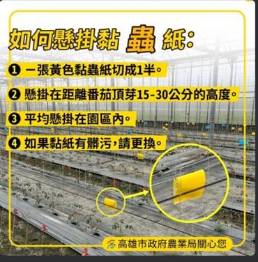 防治番茄銀葉粉蝨 黃色黏蟲板請就位...