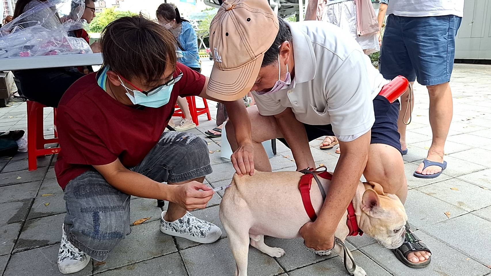 新北動保處歡慶台灣狗狗節   一起成為最棒的毛爸媽...