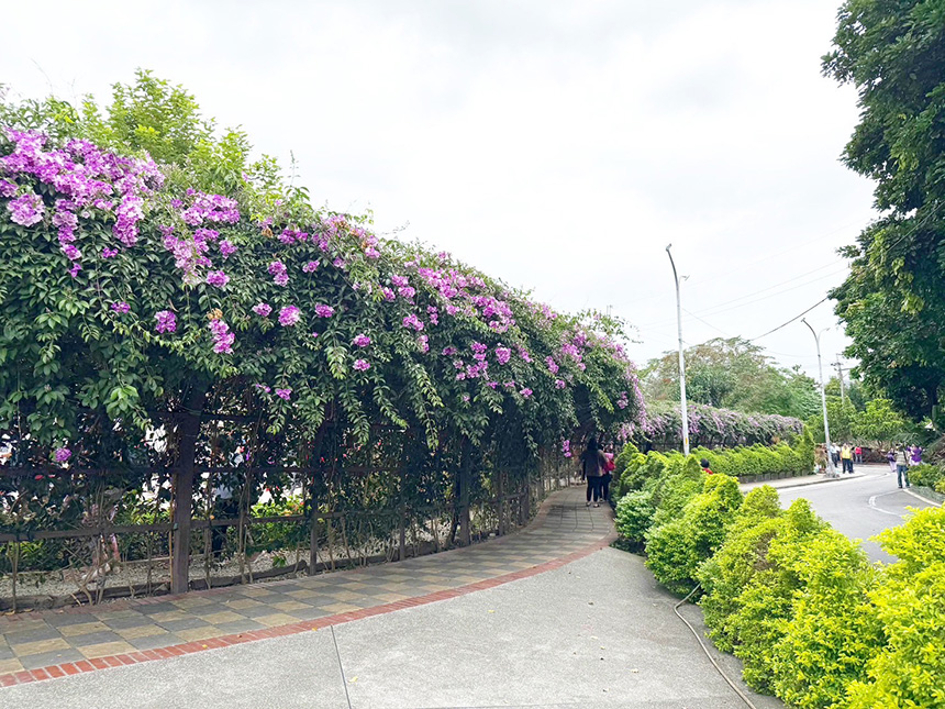 秋賞夢幻紫色花瀑免出國  新北「蒜香藤」期間限定盛開...