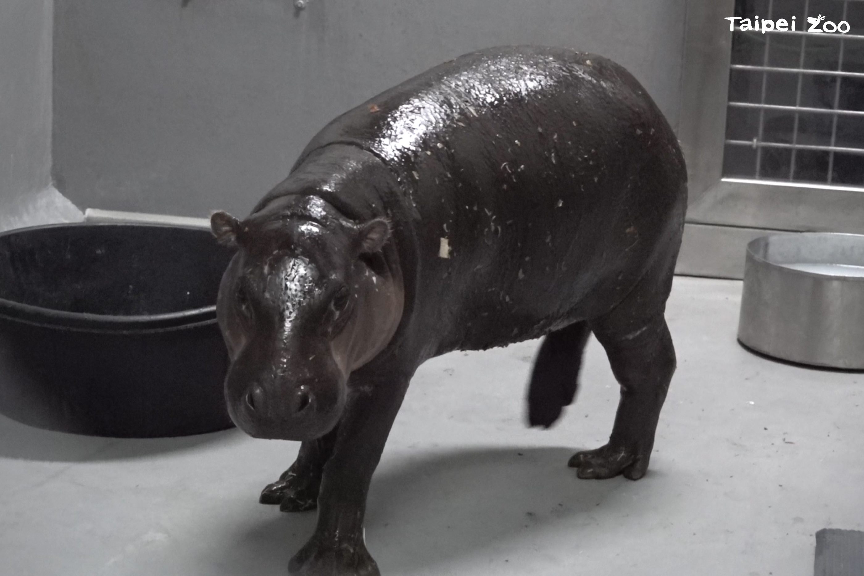 臺北市立動物園參與跨區域族群管理合作 迎接新侏儒河馬Thab...