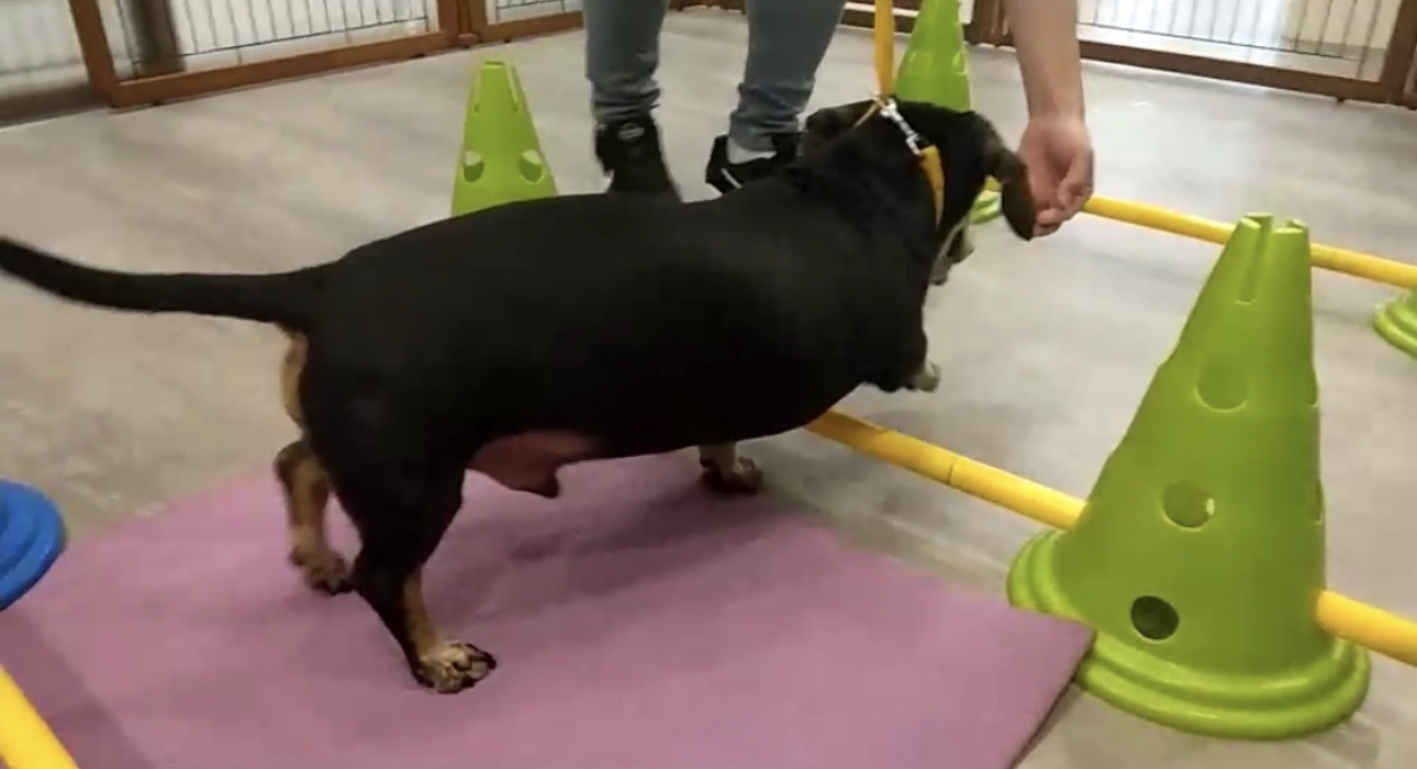 新北高齡犬貓照護課程 提供民眾免費健診...