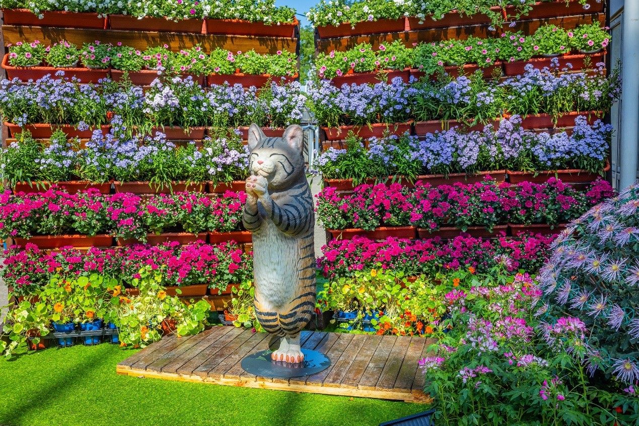 士林官邸菊花新品種現身菊展  「匠心獨菊」展區探索大立...