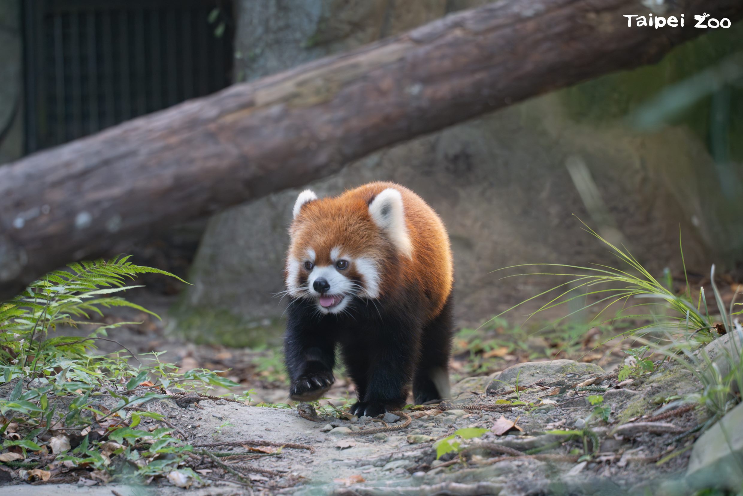 臺北上海雙城論壇 小貓熊與黑腳企鵝動物交流有譜...