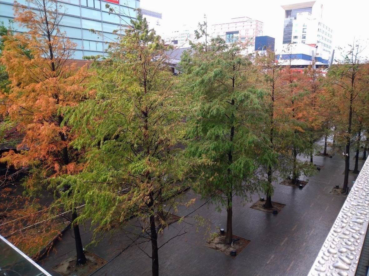 信義22號廣場藏秘境   橘紅落羽松一掃寒意...