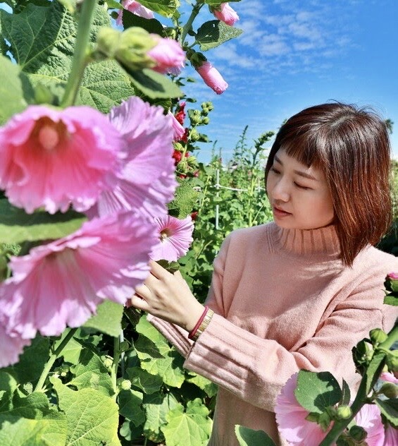 田中窯萬棵蜀葵花海綻放 迎冬陽樂陶然踏春打卡...