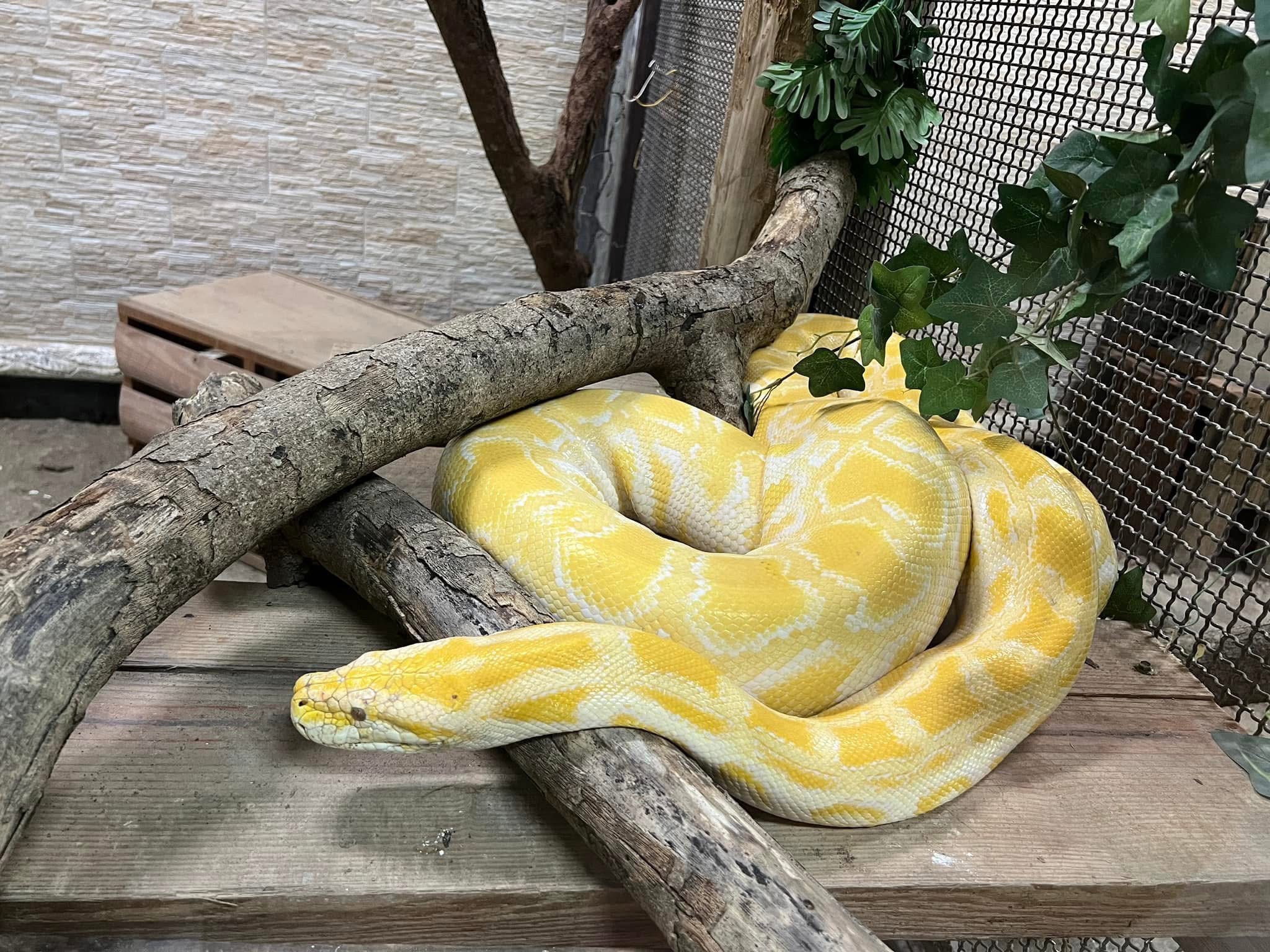 壽山動物園精彩活動喜迎蛇年 1/25-2/2全國12歲以下兒童免費入園