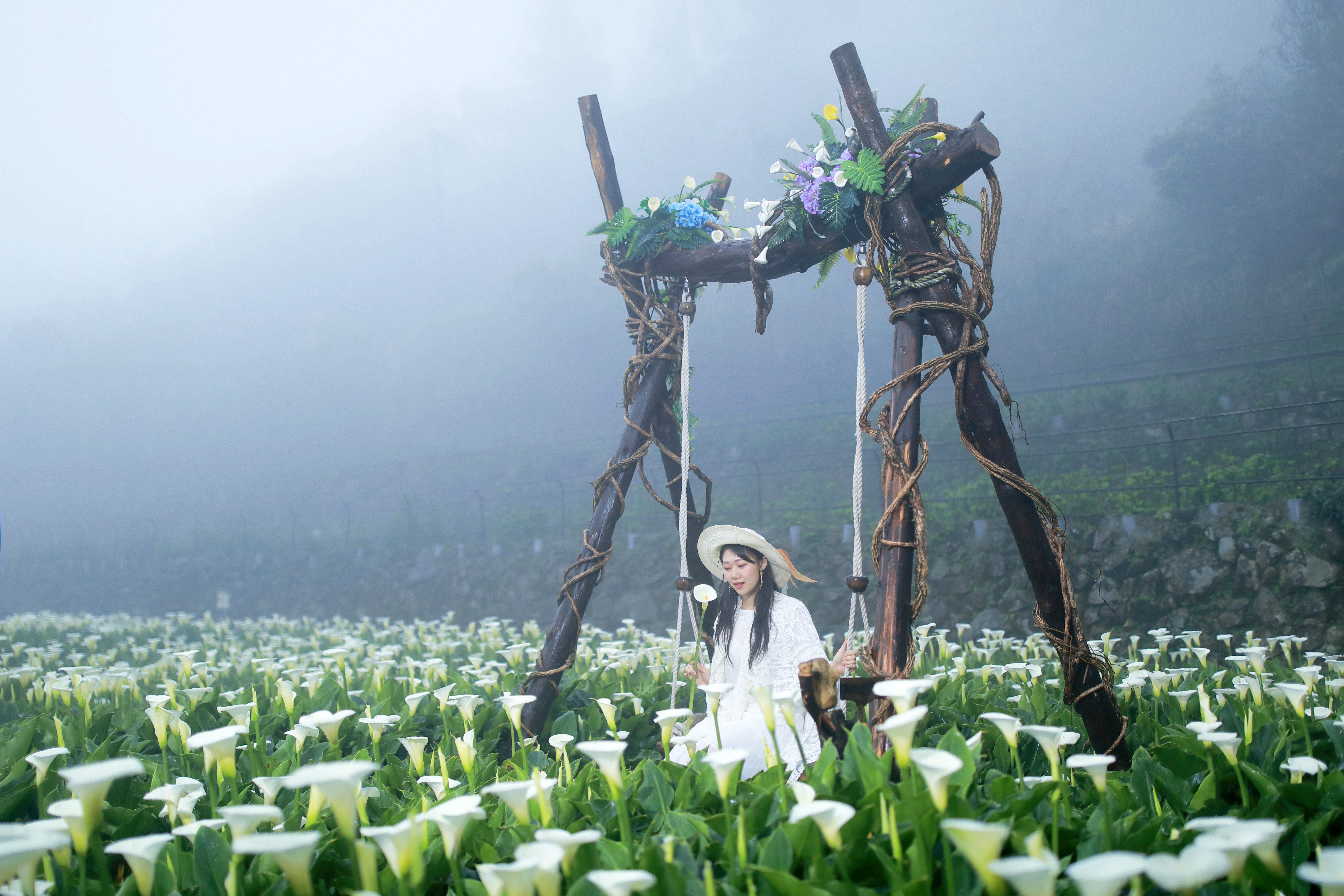 陽明山竹子湖走春    相約浪漫海芋花海...