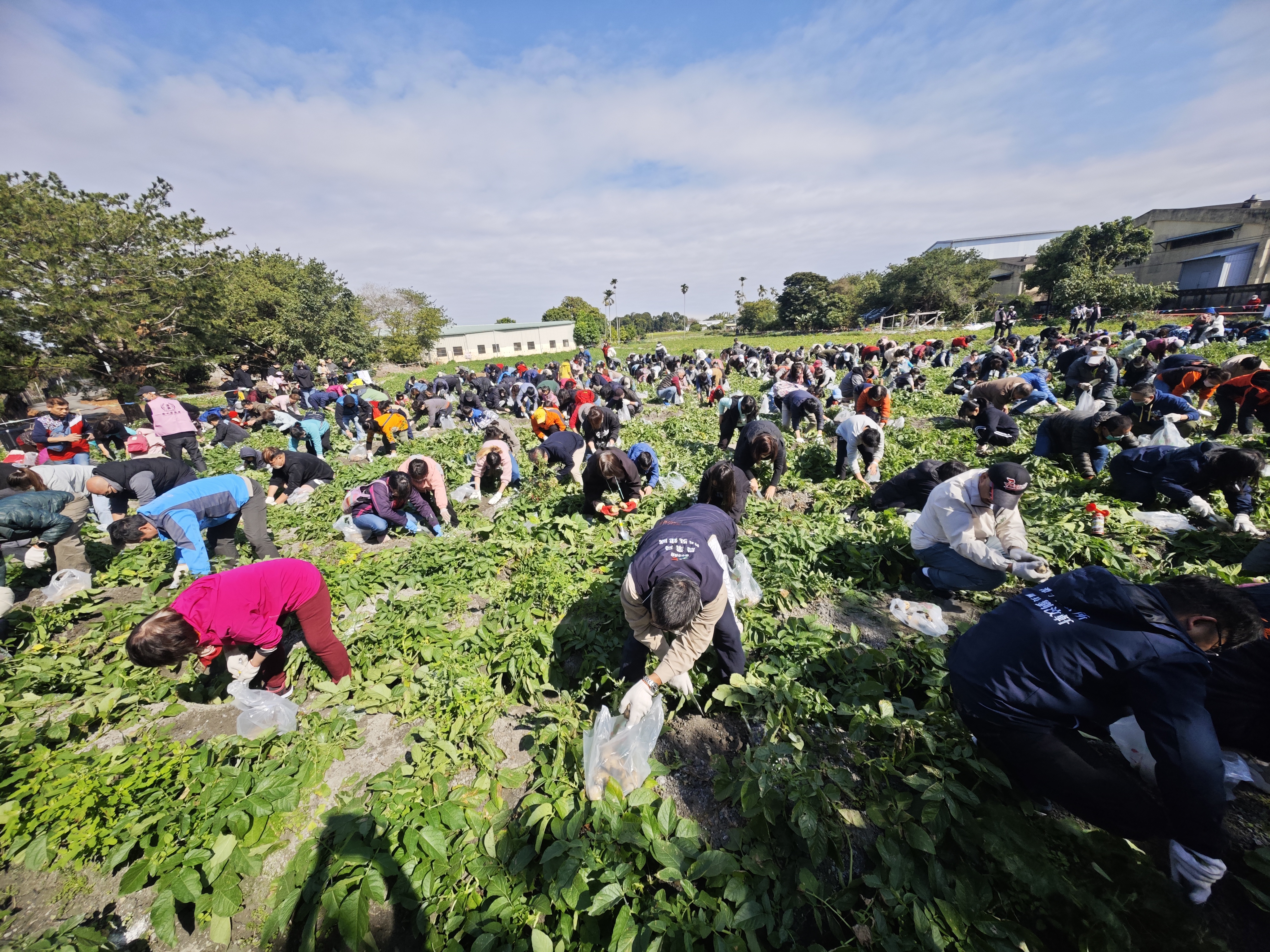 潭子搖滾馬鈴薯熱鬧登場  邀民體驗耕作及豐收喜悅