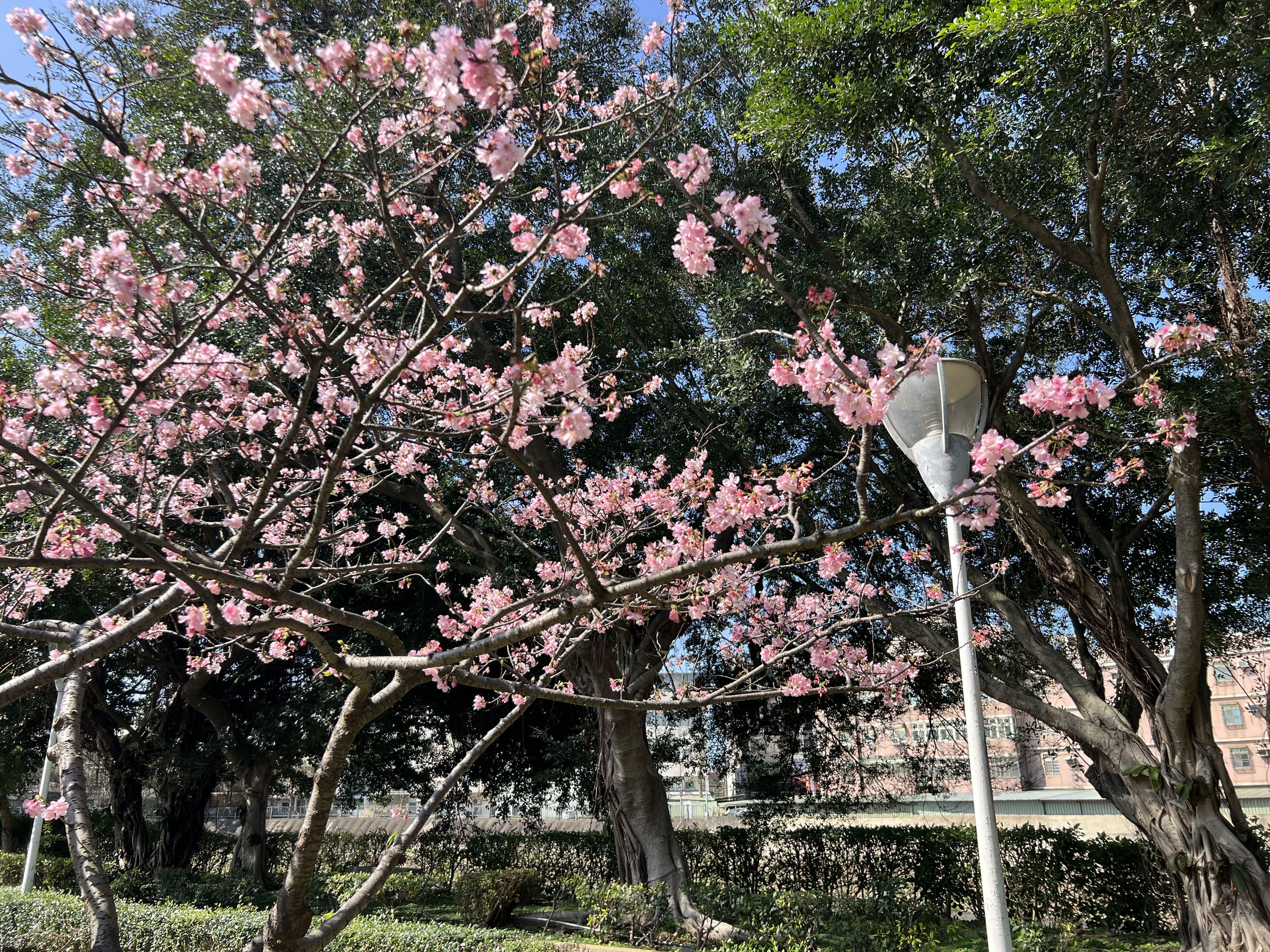桃園空品淨化區 賞櫻踏青好去處...