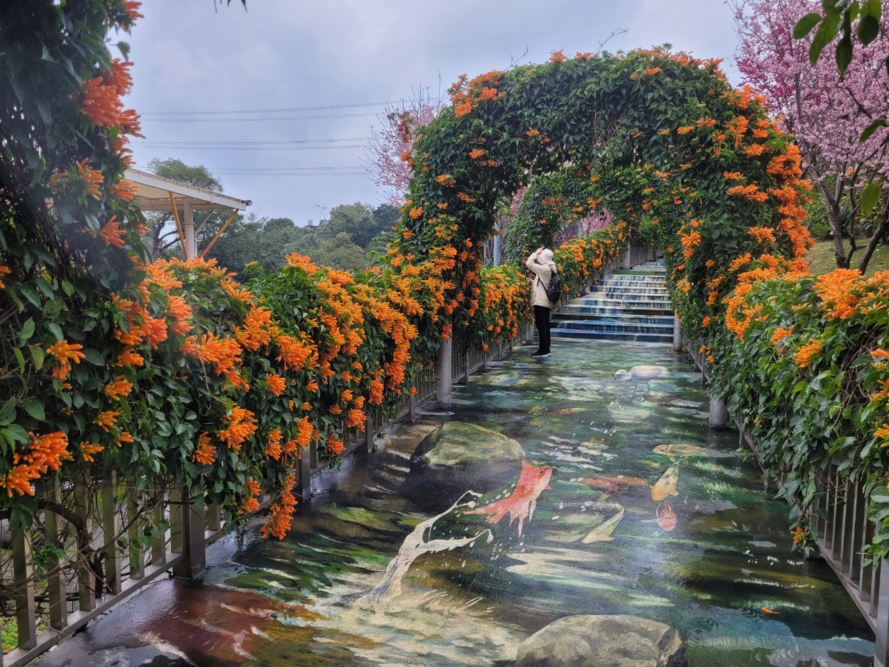 永吉公園花海綻放　鶯歌春日限定花廊登場...