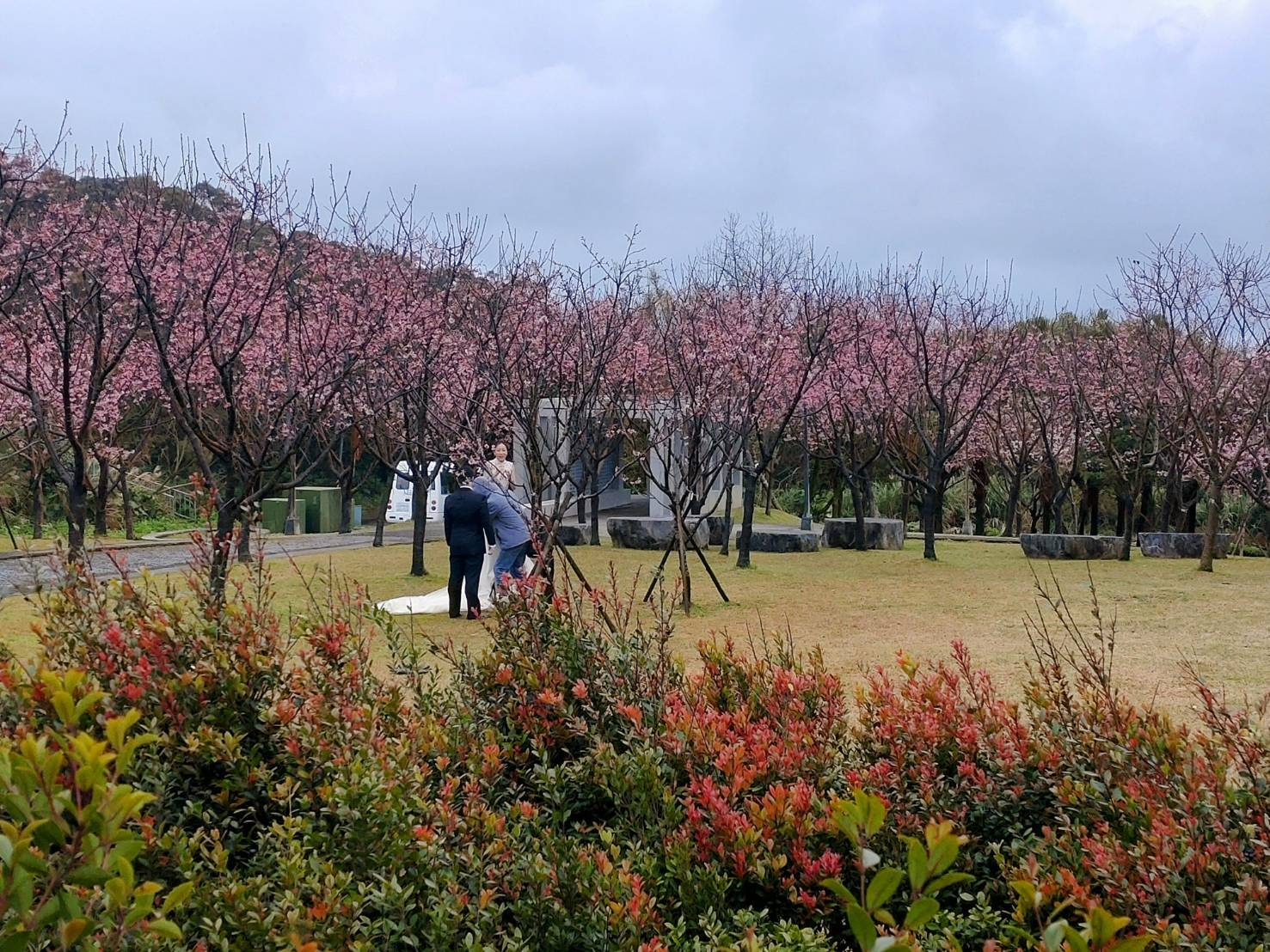 陽明山3月賞花！櫻花、水仙正盛開...