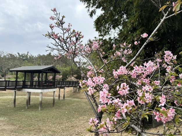 水道博物館四大花海盛開 櫻木花道寒流後大爆發 228連假迎...