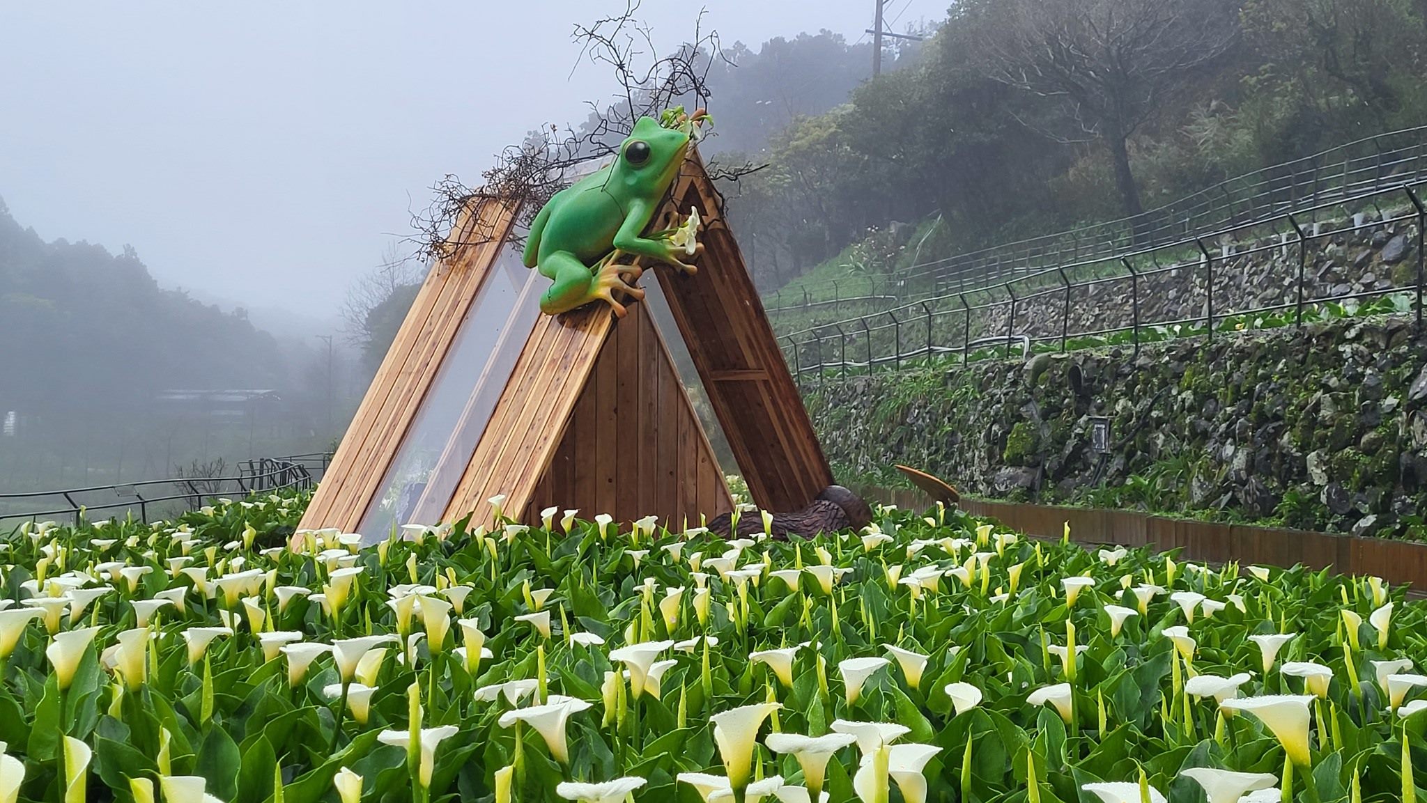 相揪挺竹子湖花農  海芋花田見證浪漫白色情人節...