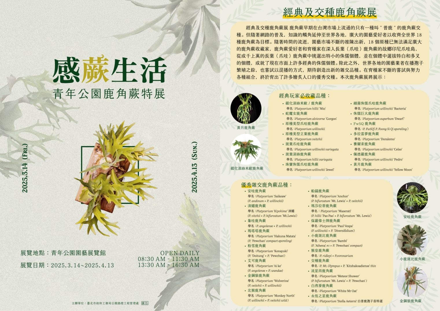 鹿迷玩家必看 青年公園鹿角蕨經典展 ...