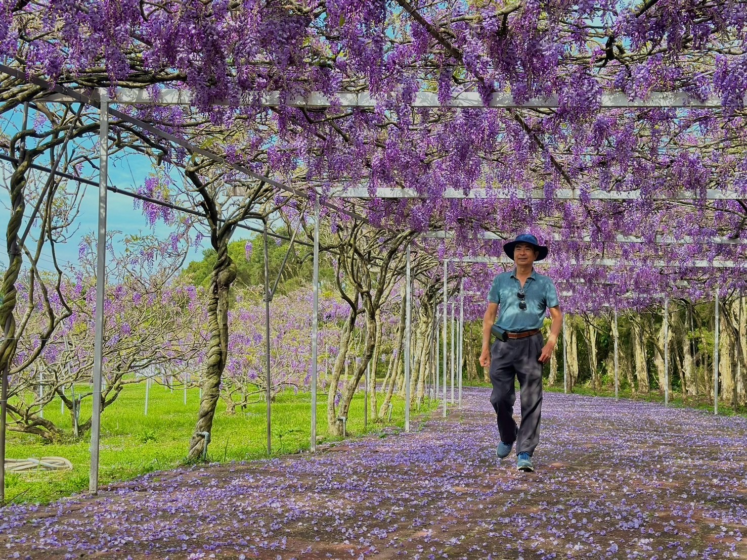 春季賞花  滬尾休閒農業區推出紫藤花一日遊...