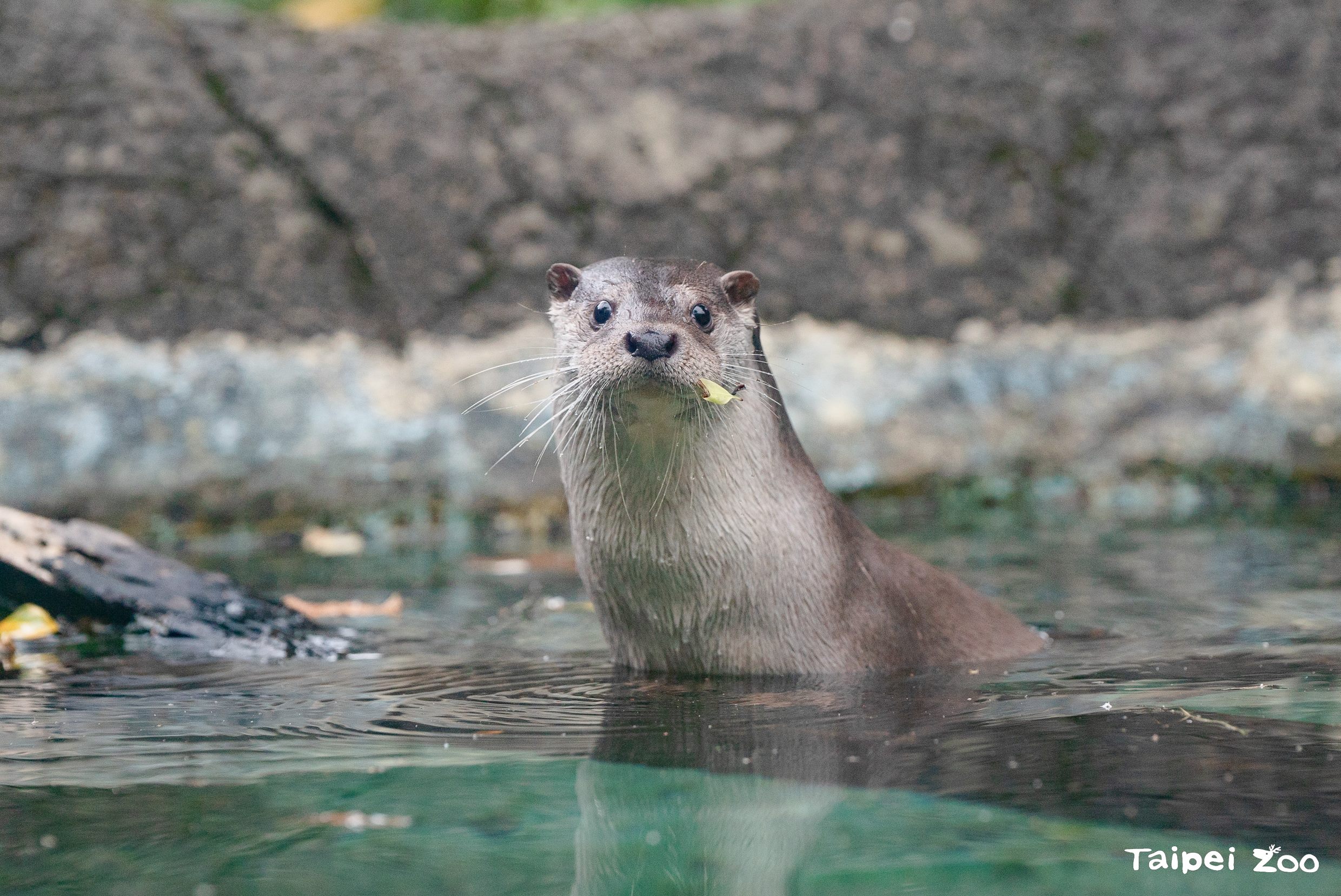 322世界水資源日 與動物一起「節水」...