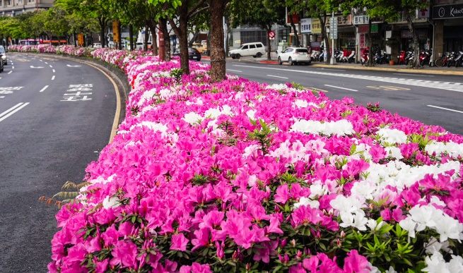 台北遍地杜鵑花 春日賞花集錦公開...