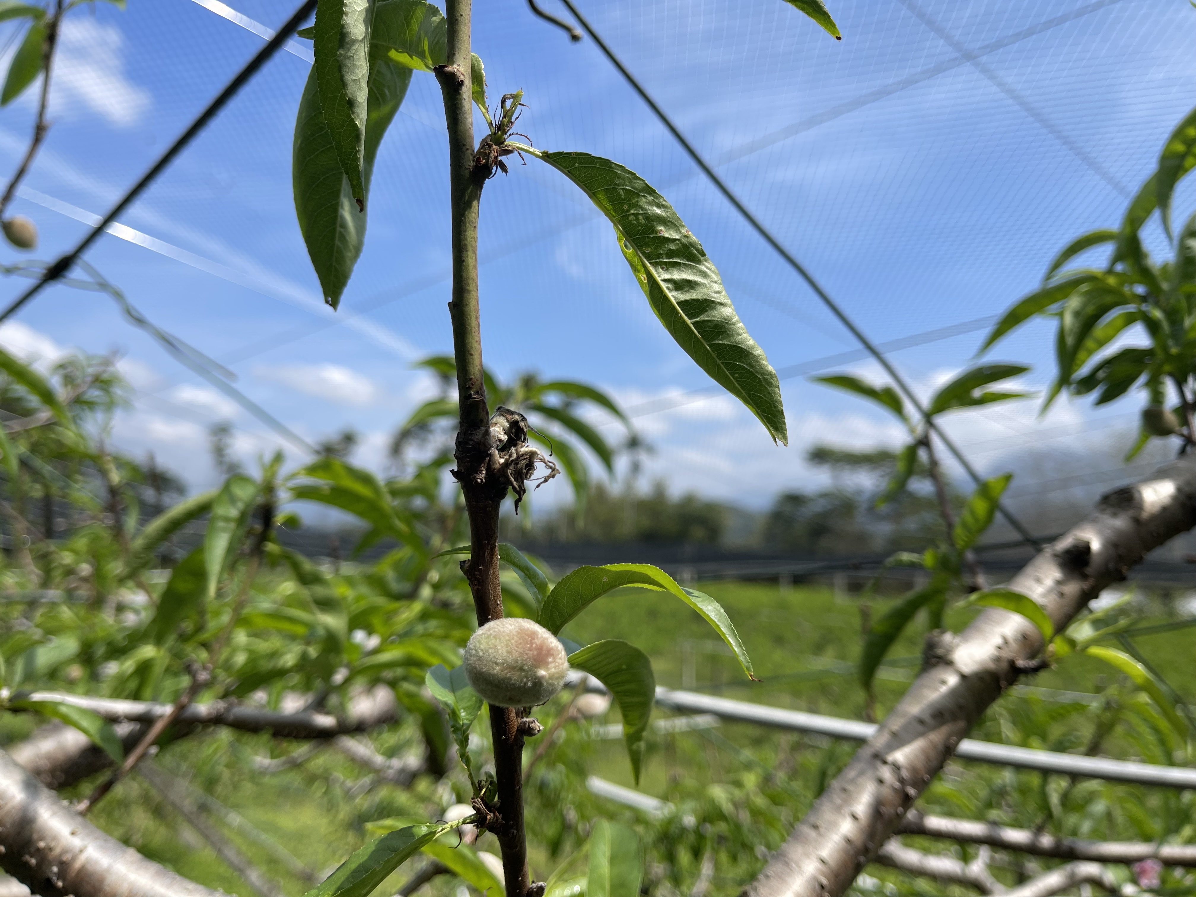 中市桃果低溫災損   農業局提醒4/8前可申請現金救助