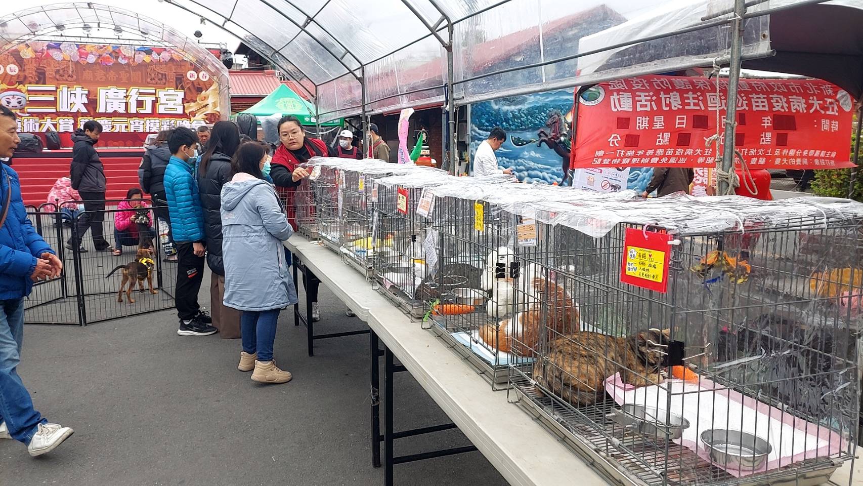 國際小狗日新北動保處推創新認養  認養率連續四年全國第...