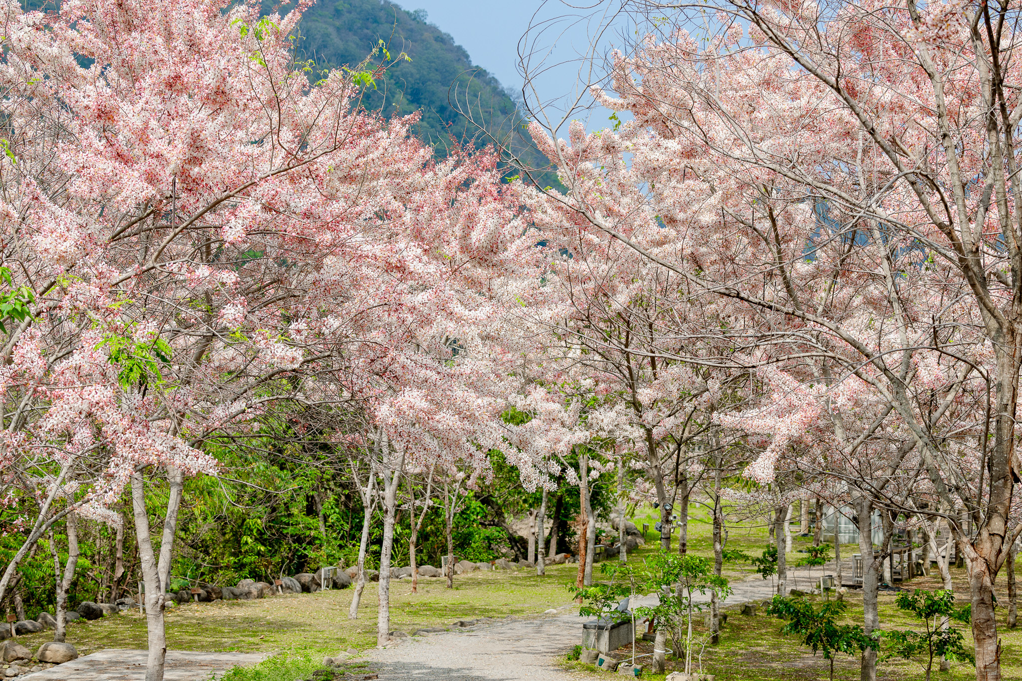 兒童節連假遊六龜 東高雄賞花泡湯送好康