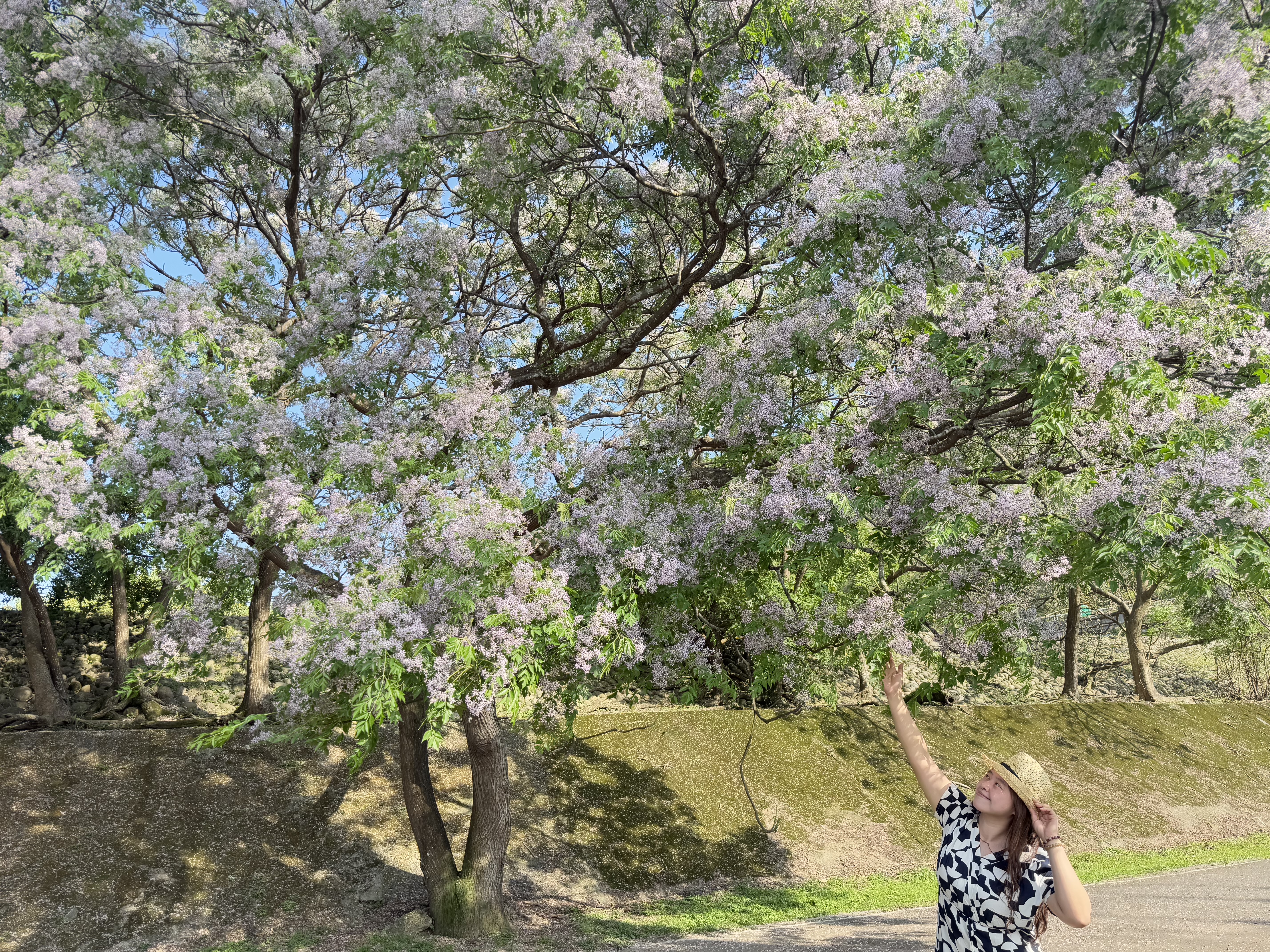 新北河濱公園化身紫色花廊  苦楝花海美不勝收...