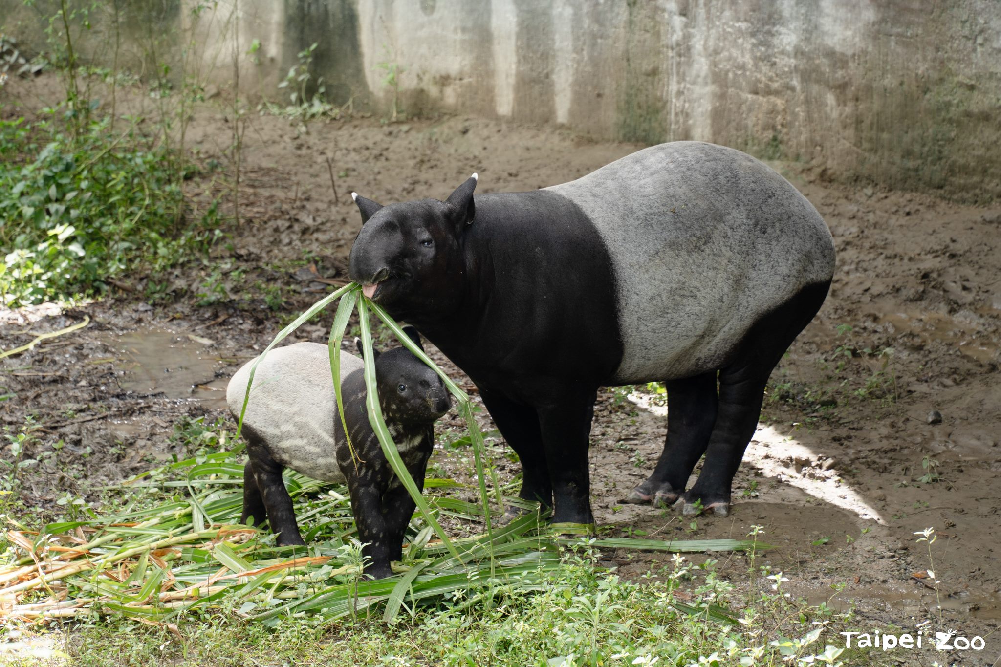 動物園推「『貘』契考驗」活動 呼應2025「世界貘日」...