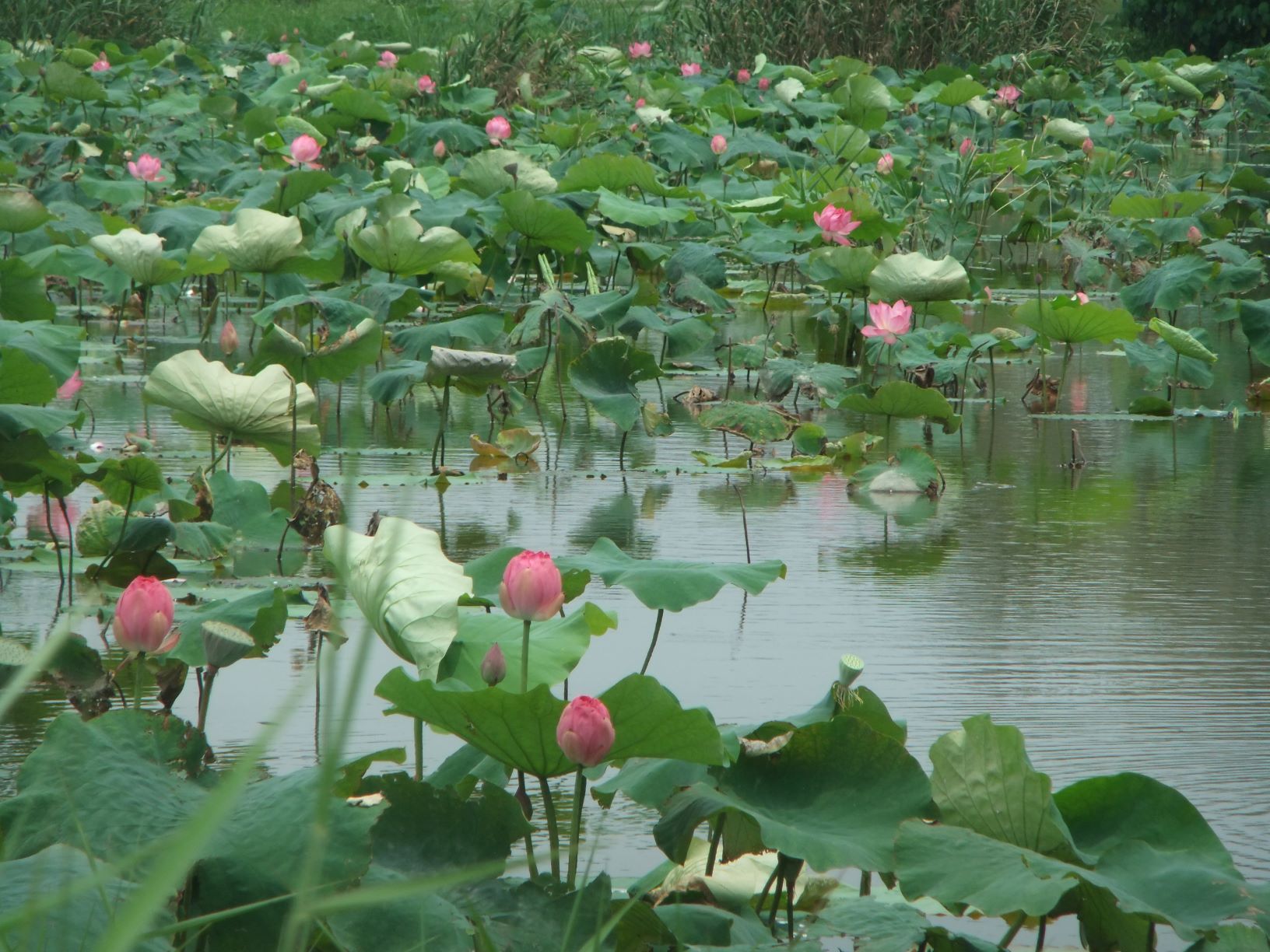 賞花不必等夏天   大漢溪新海濕地首波荷花搶先盛開