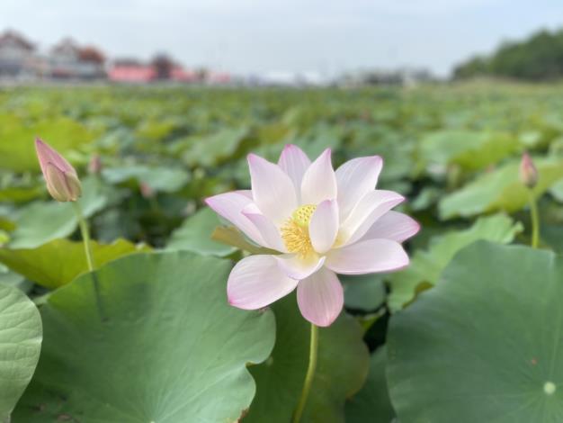盛夏蓮香  樂遊白河2025白河蓮花季熱鬧登場