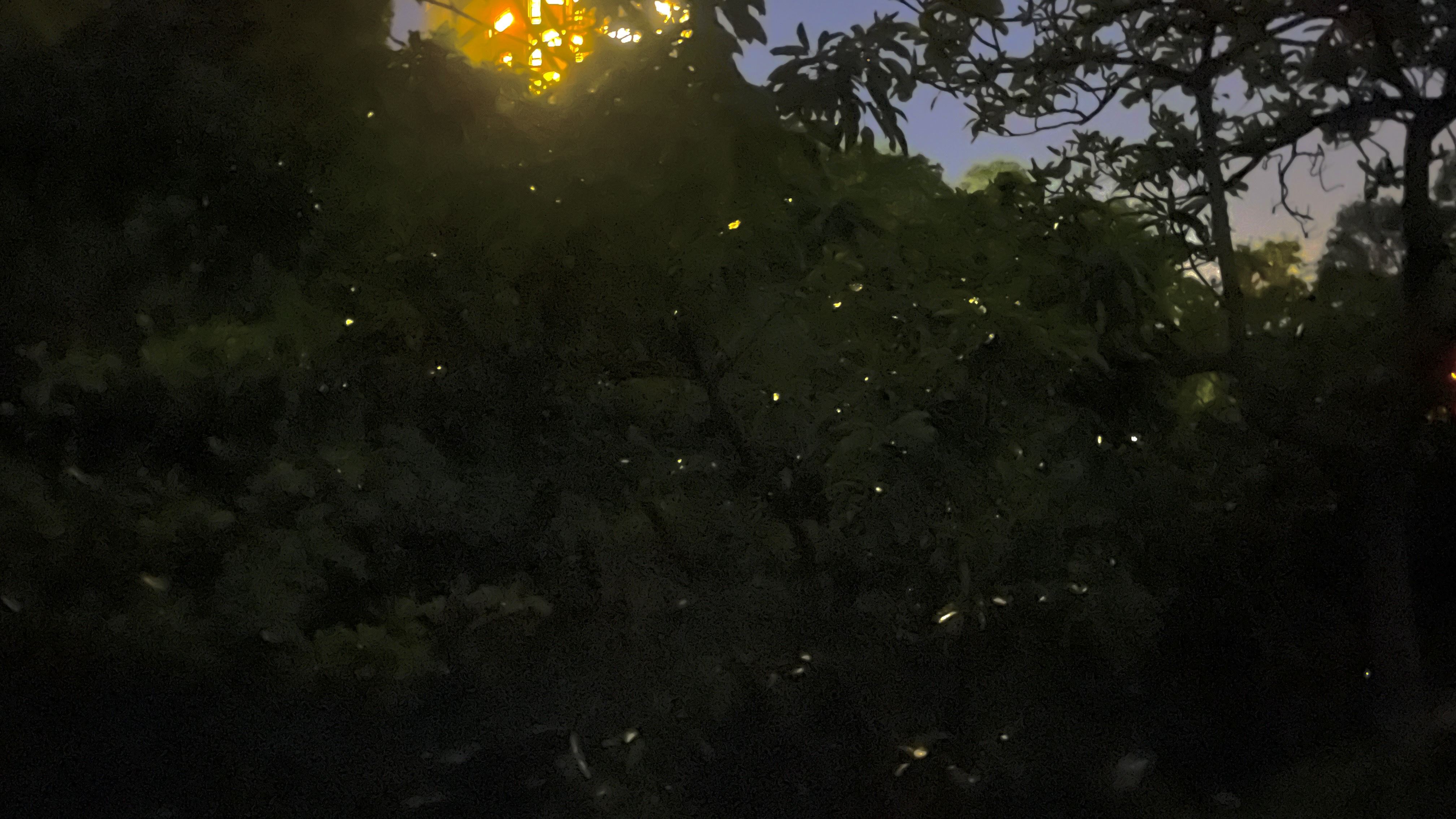 「螢光奇景 夜訪山豬湖」體驗大溪山豬湖生態親水公園賞螢的獨特魅力