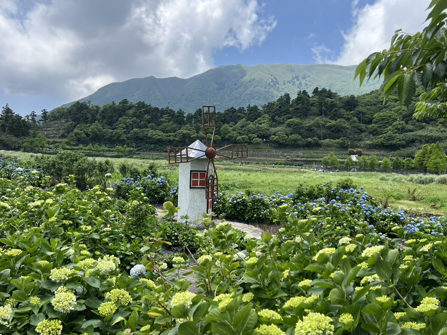 繡球花海正盛開，歡迎打卡賞花趣。