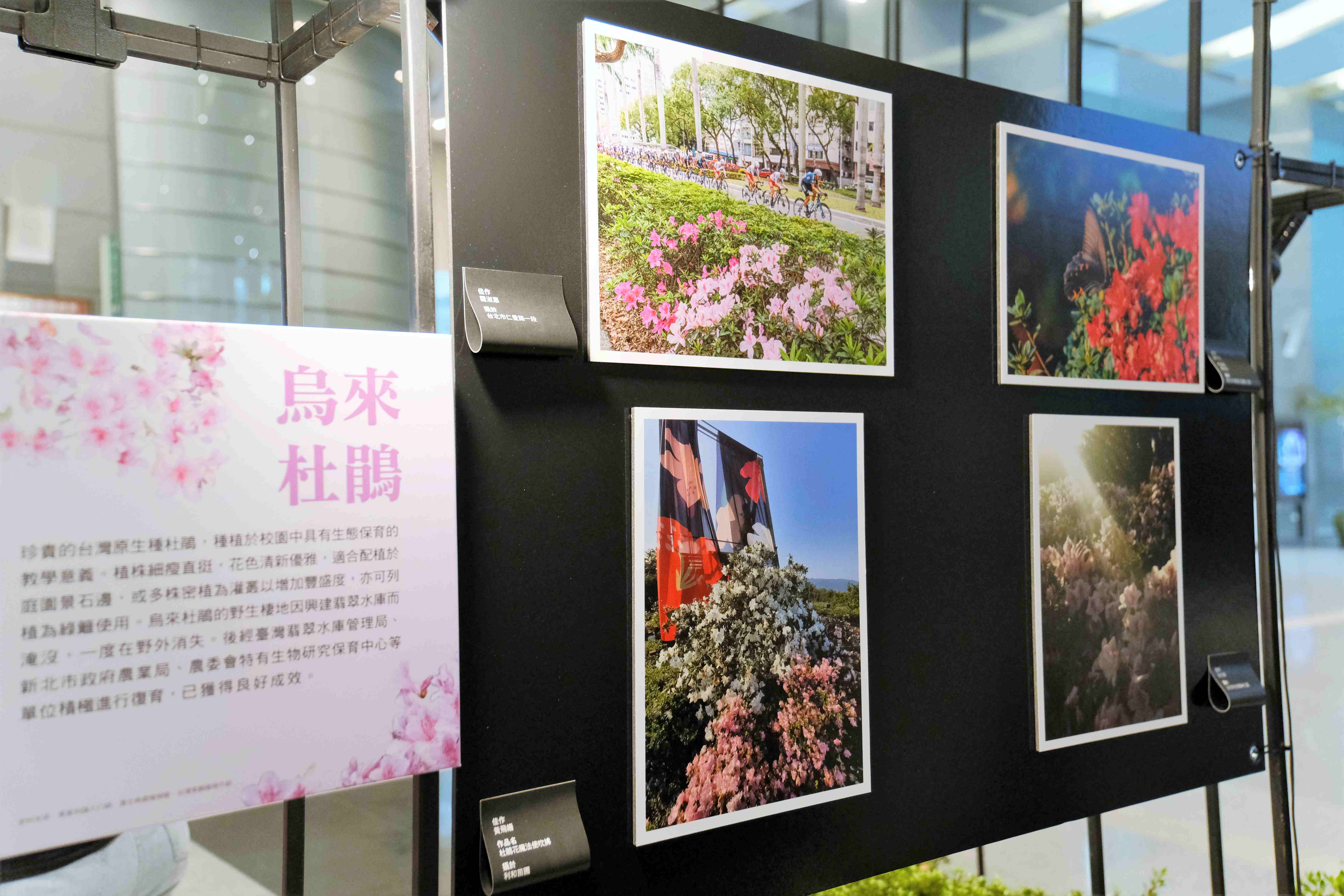 2025萬金杜鵑攝影展6/4開展   觀展贈樹苗...