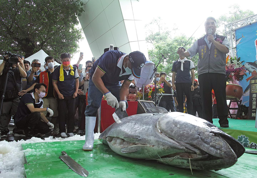 淡水魚市將上演「黑鮪魚解體秀」  現場還有漁產品促銷特...