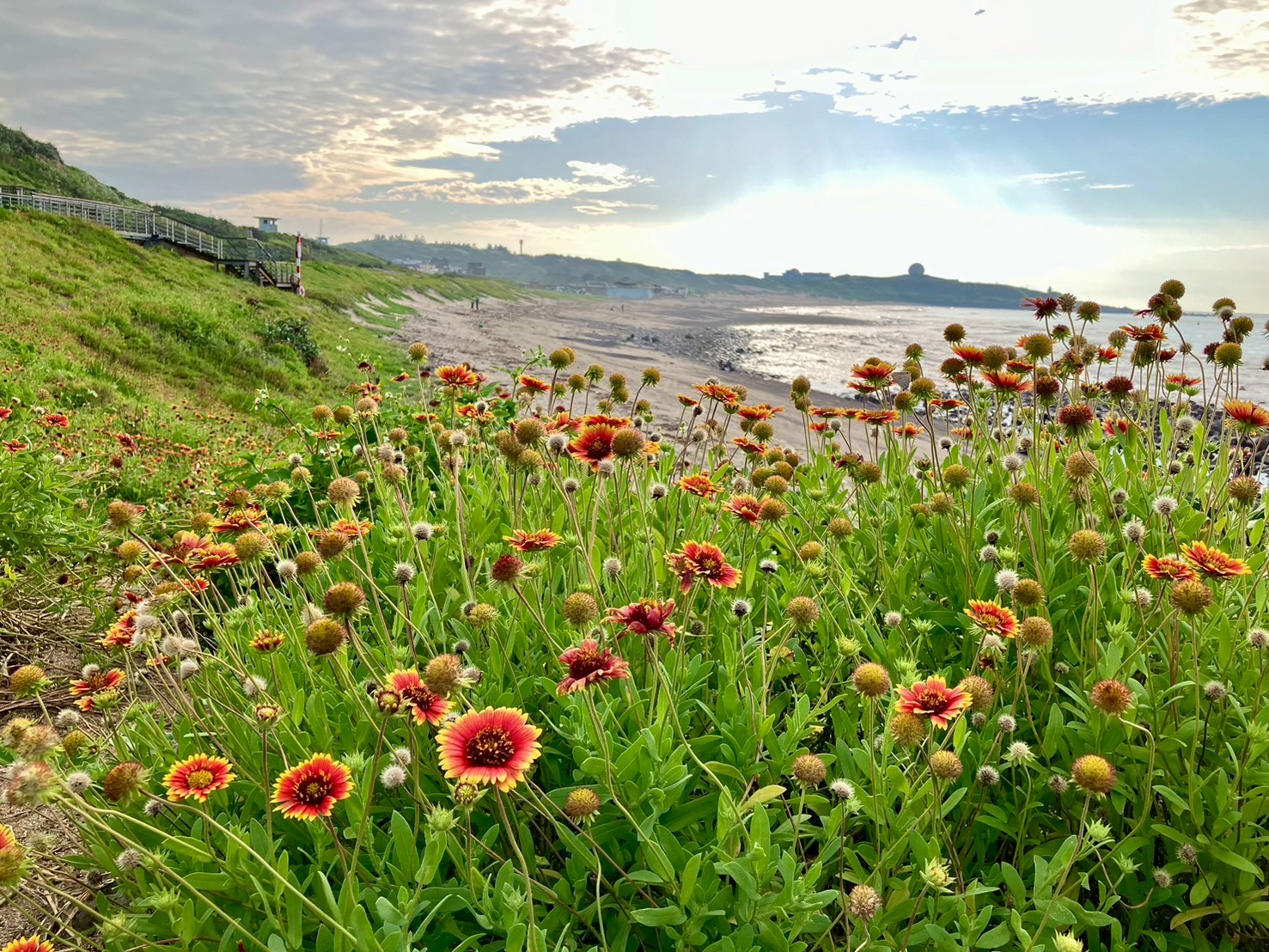 花開正盛迎夏日  新北兩大菊科花海秘境療癒綻放中...