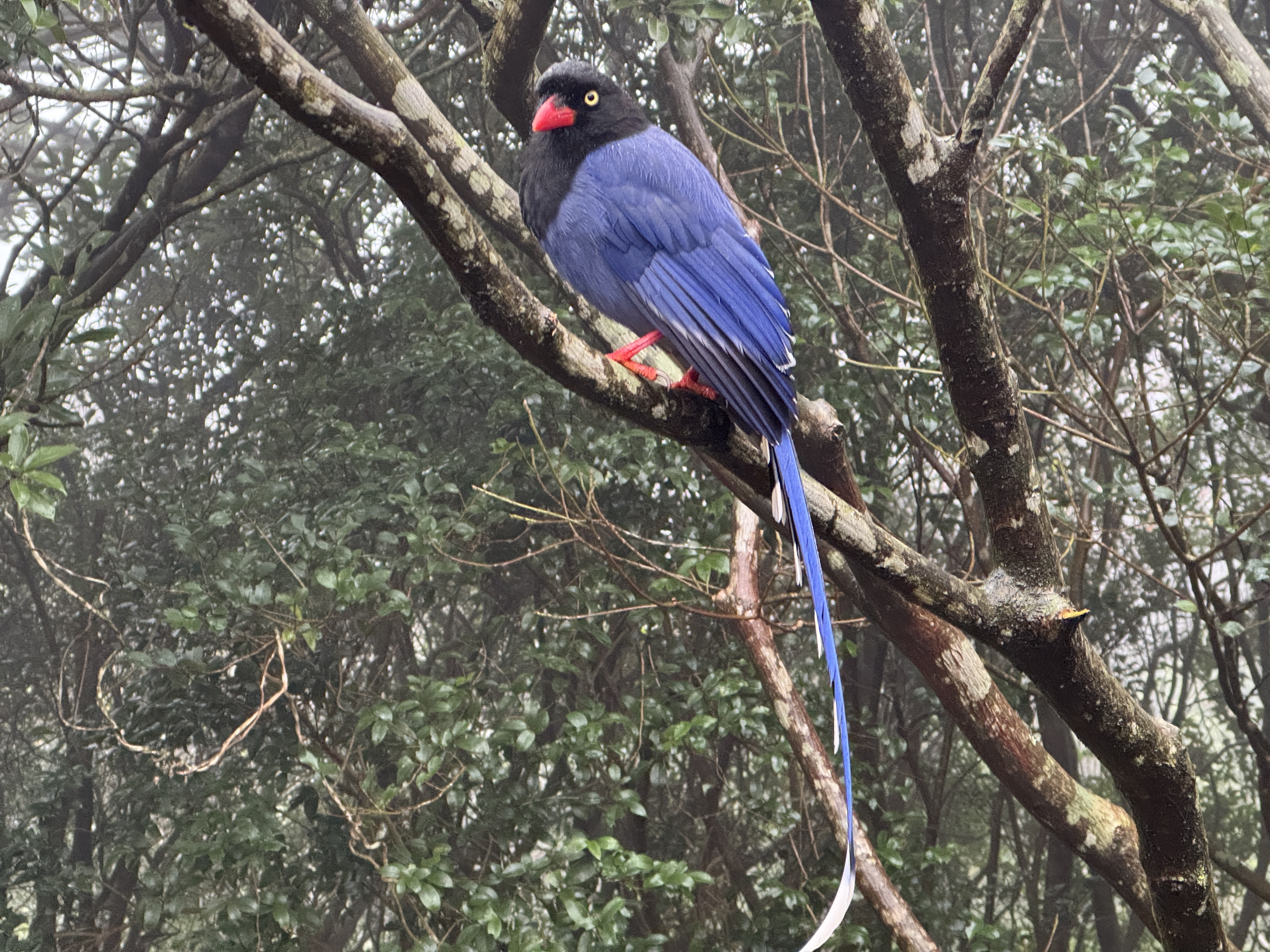 臺灣藍鵲育雛期來臨   新北動保處呼籲尊重與愛惜動物...