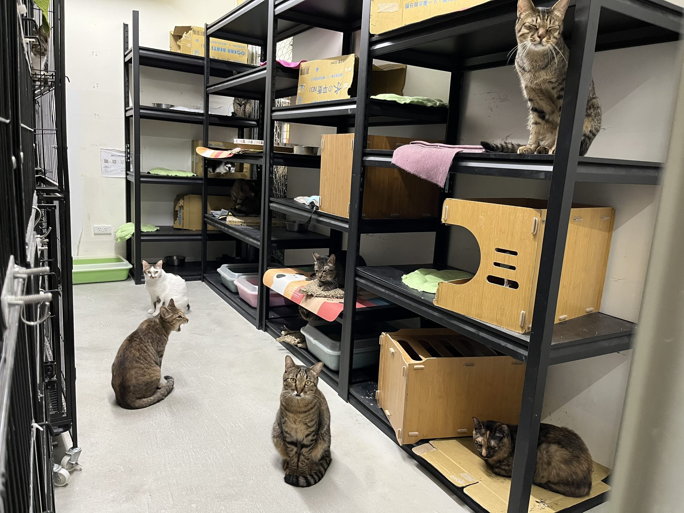 北臺灣撸貓秘徑大公開  臺北市動物之家貓舍大改造   打造友善收容環境
