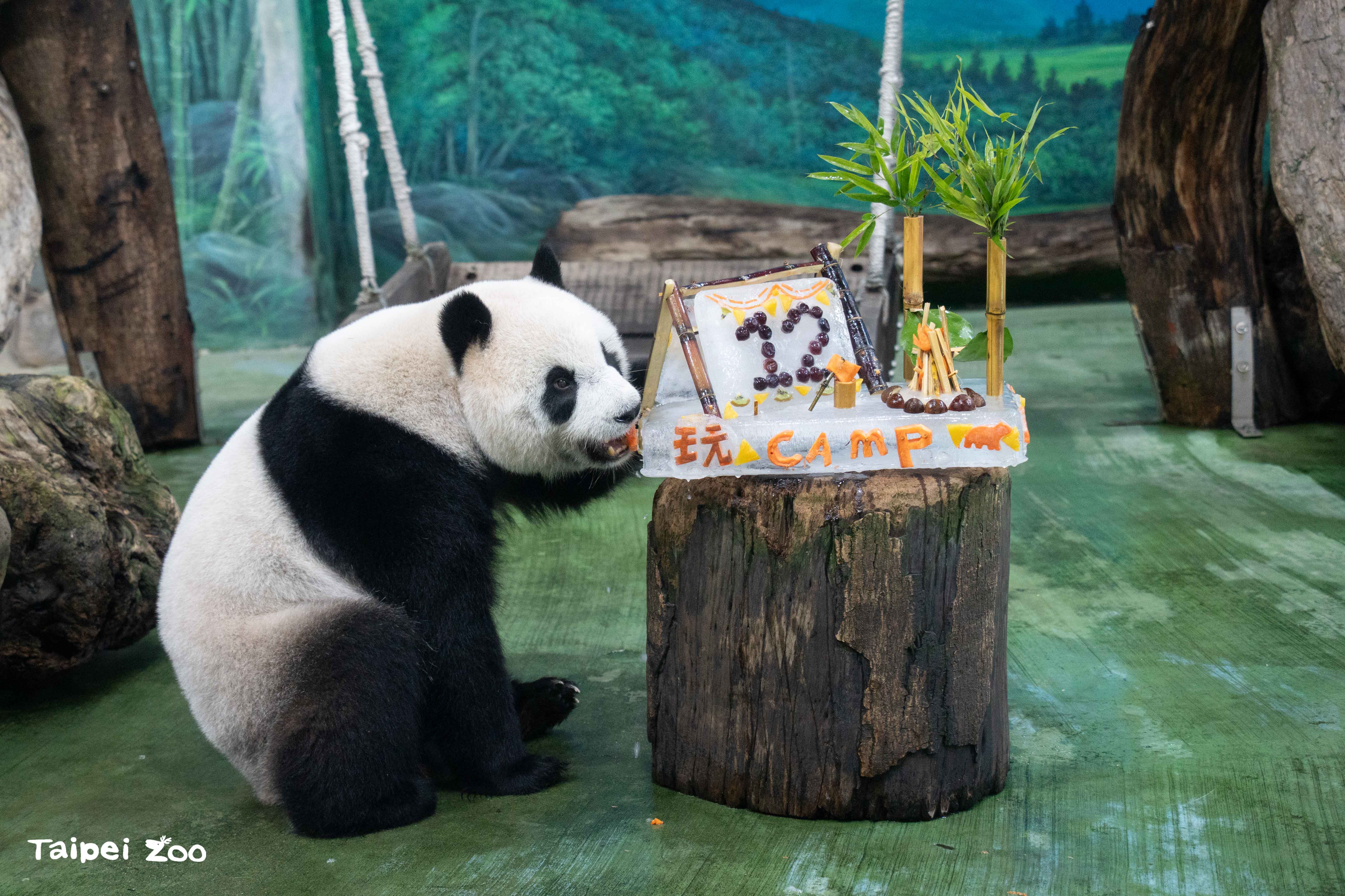 台北市動物園大貓熊「圓仔」12歲生日快樂...