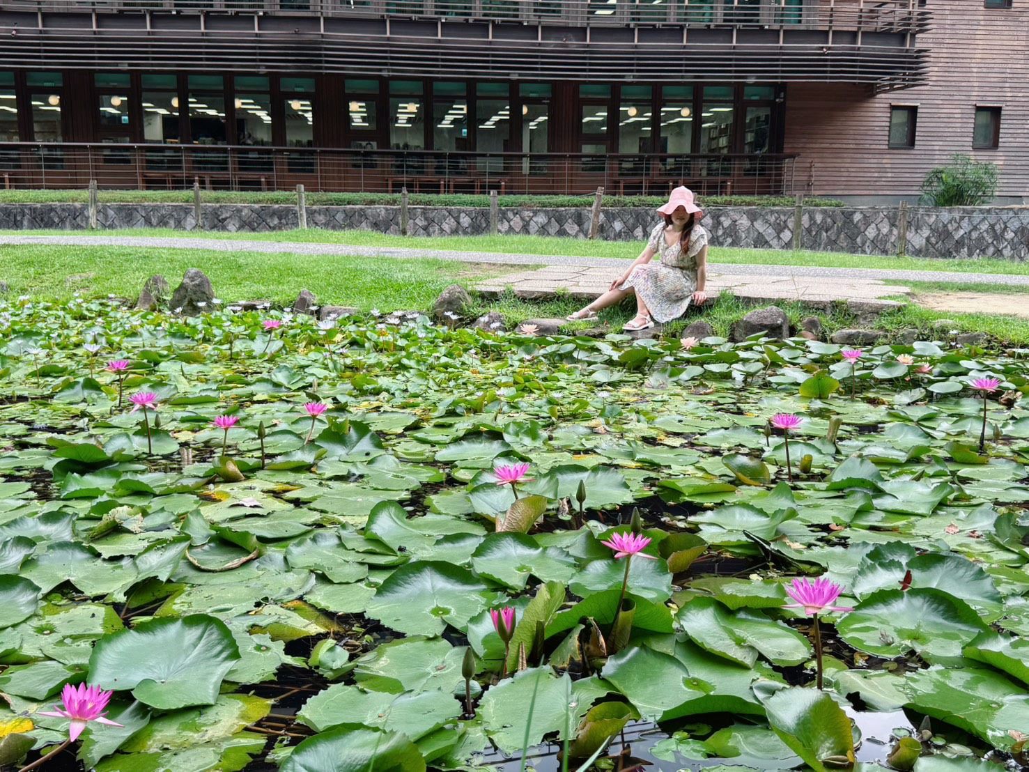 北投公園荷花池夏艷顯風華  別錯過與荷相遇...