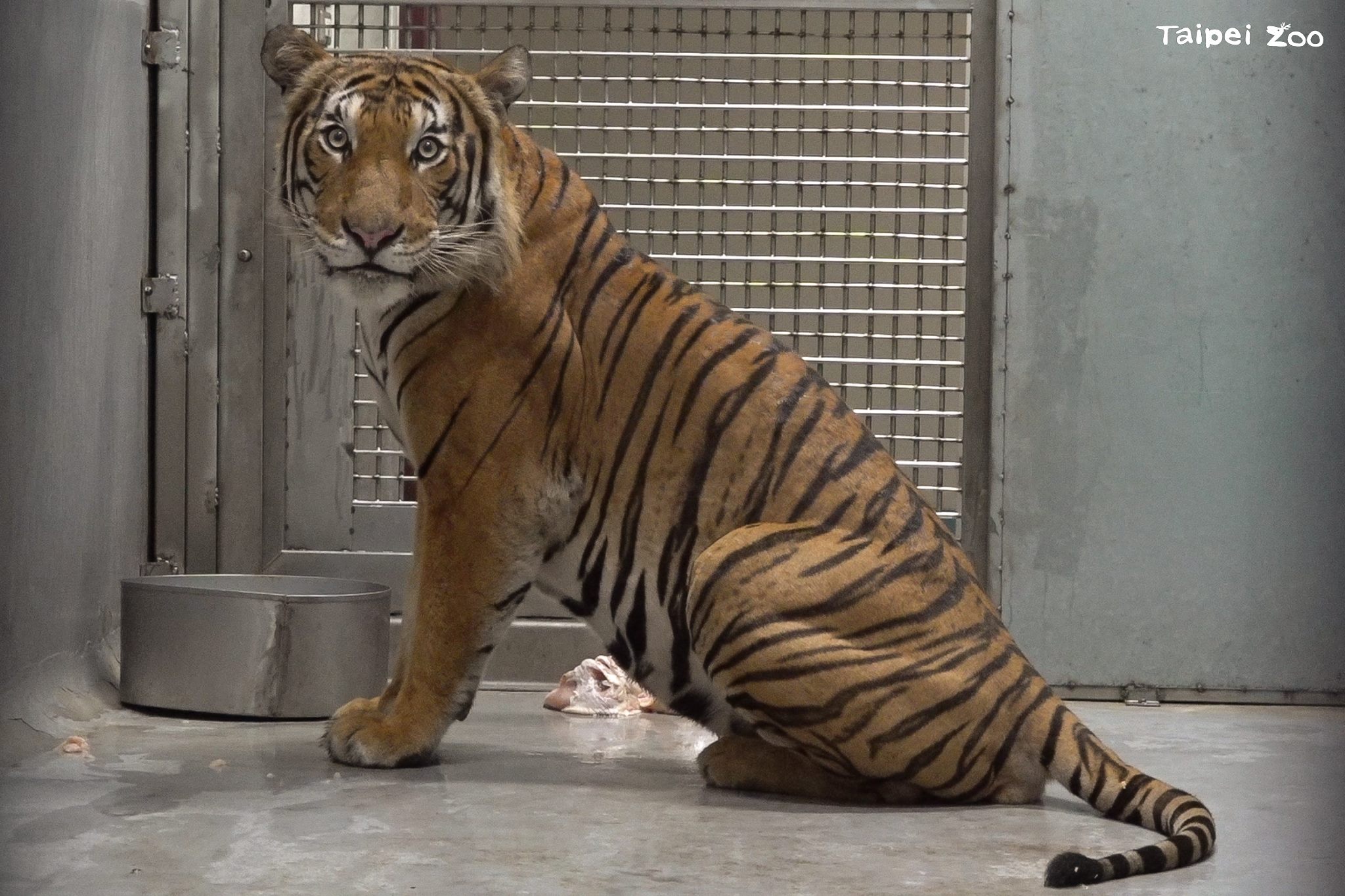 新加坡動物園雄馬來虎「Arhaa」報到  想跟「Shima」配對得先...
