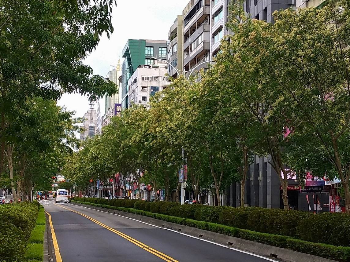 光臘樹撒糖霜？  北市信義路秋景甜上你的眼...