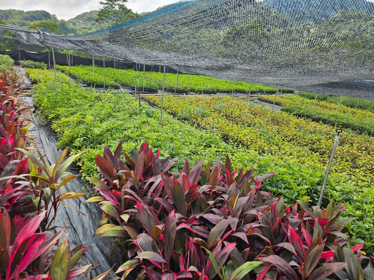 即日起開放苗木申請 新北景觀處不藏私 分享園藝植栽養護...