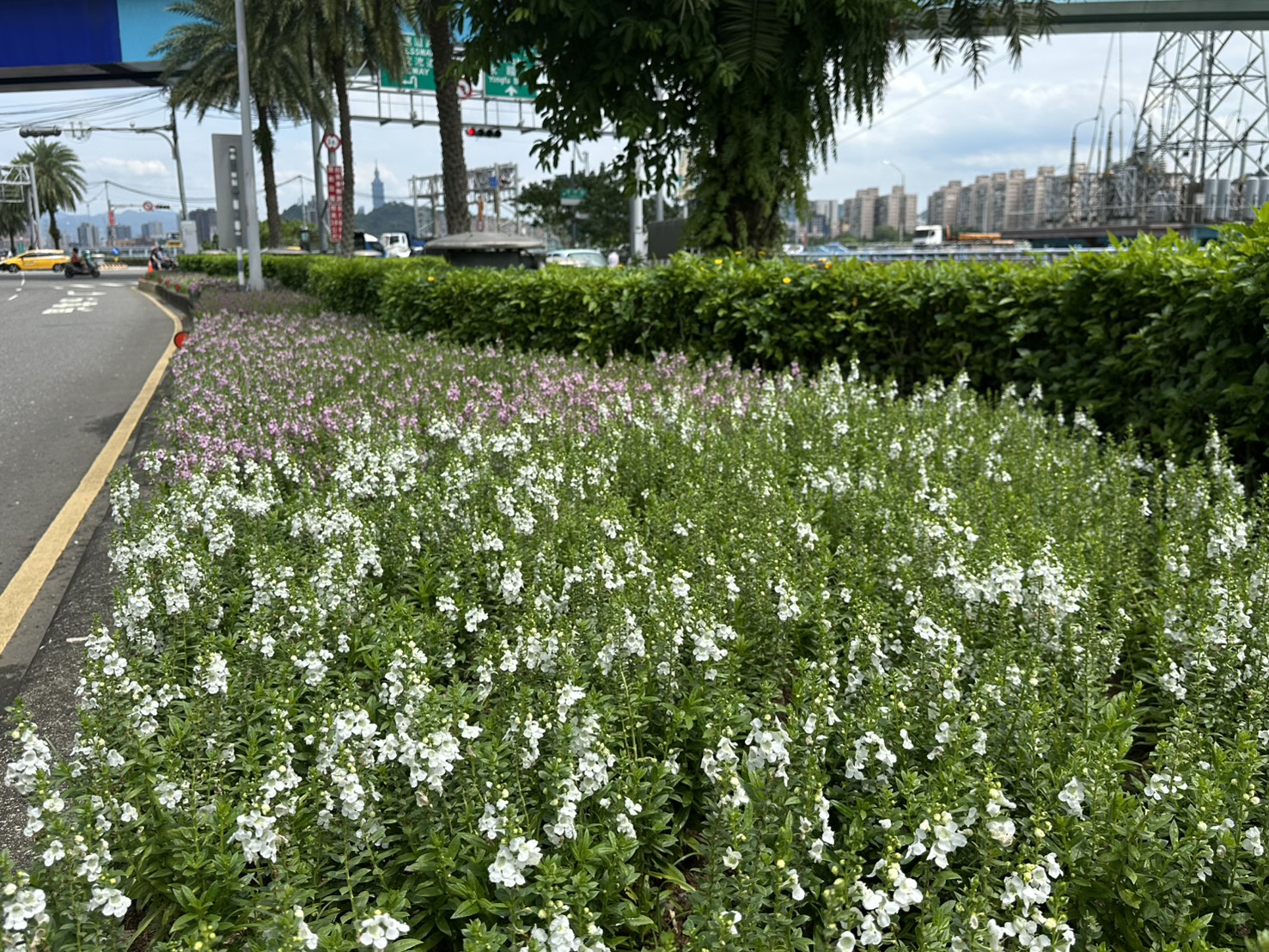 抓住夏日的尾巴 新北可愛天使花、千日紅現花蹤...