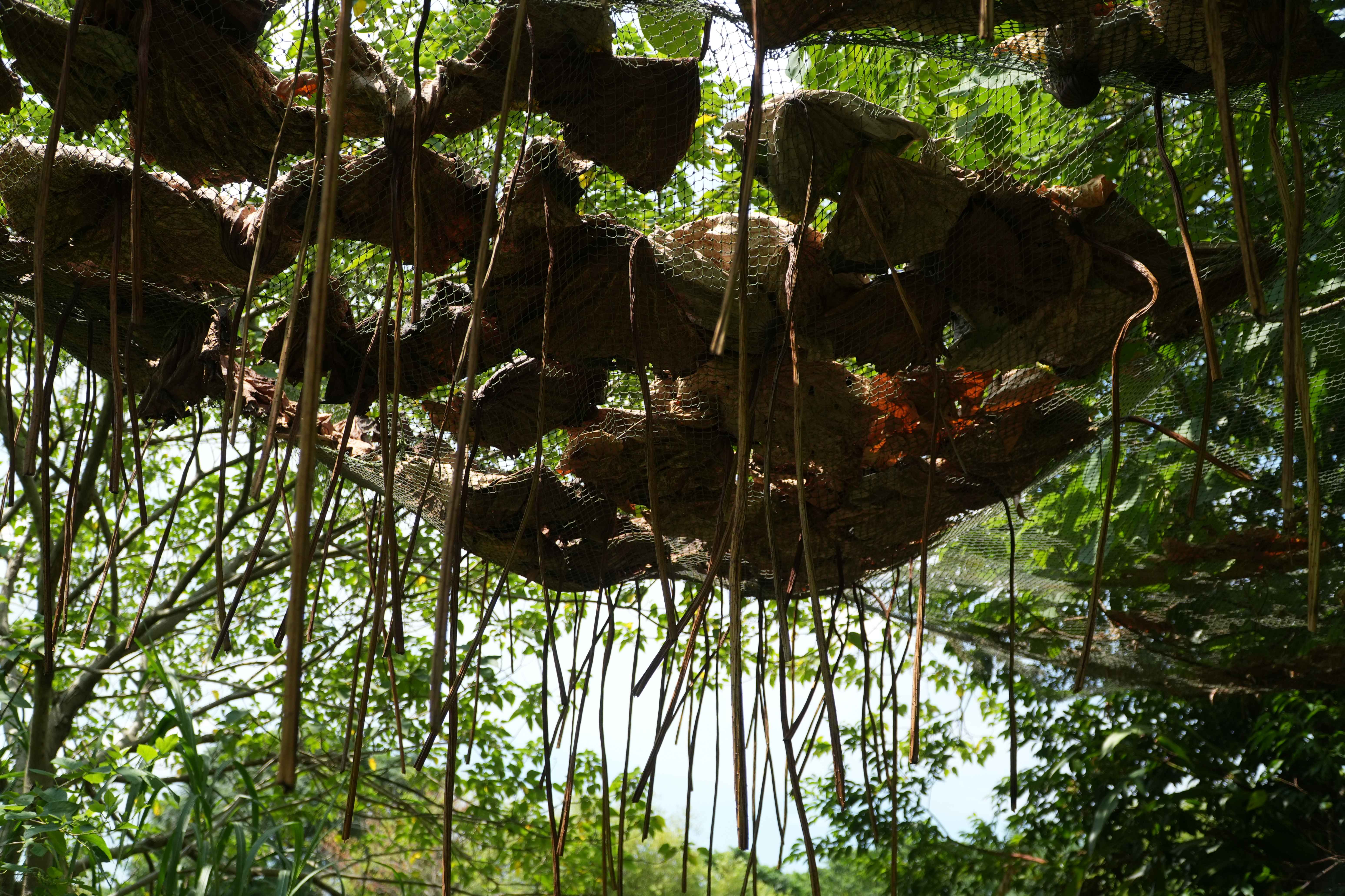 「新北濕地藝術季」開幕倒數中 一起踏上種籽之旅...
