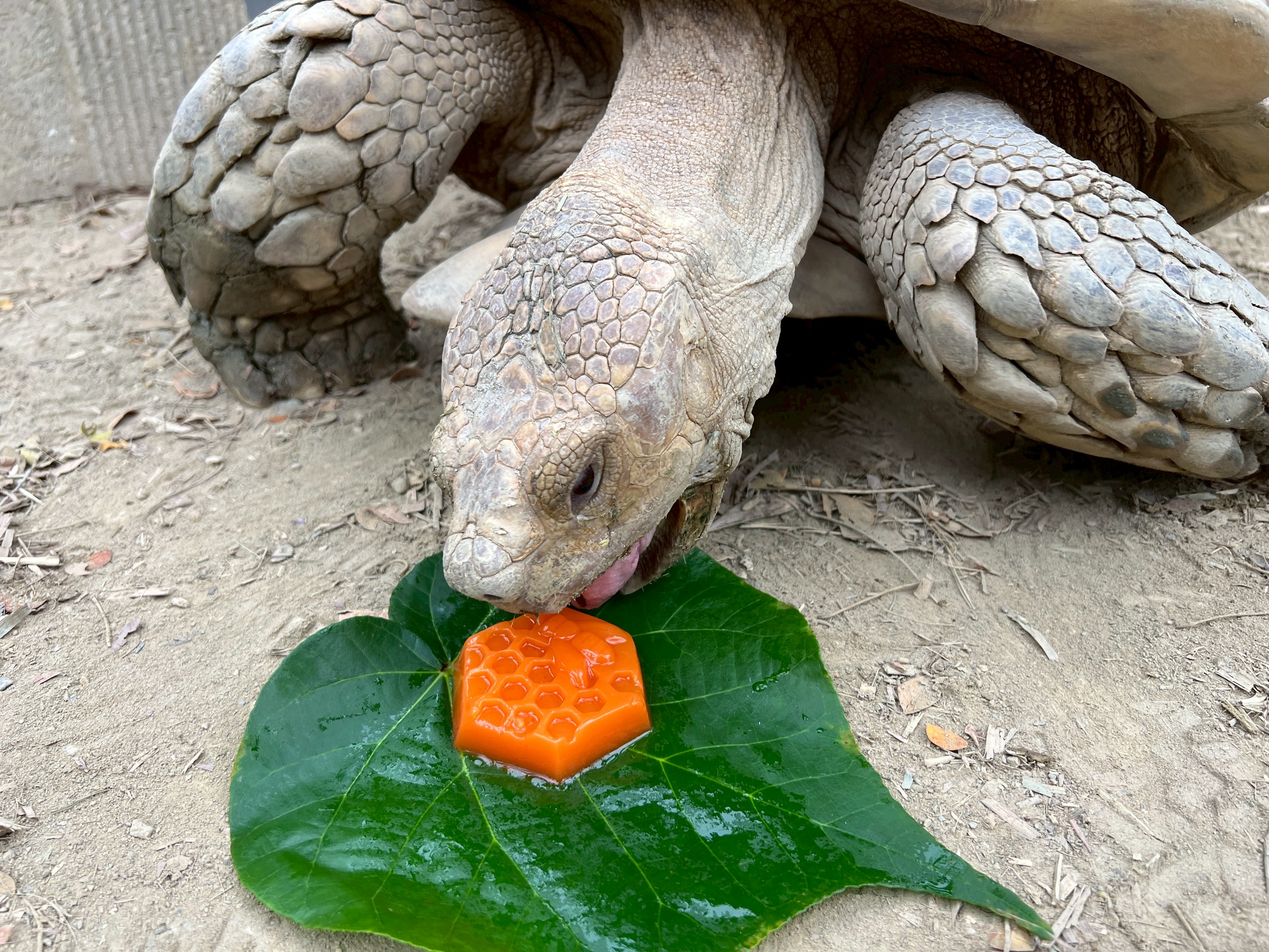 壽山動物園「柚」見中秋 動物秒變吃貨直播主...