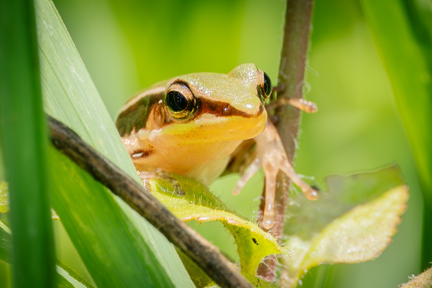 世界動物日邀請「嘻哈天團雷公蛙」為世界動物發聲...