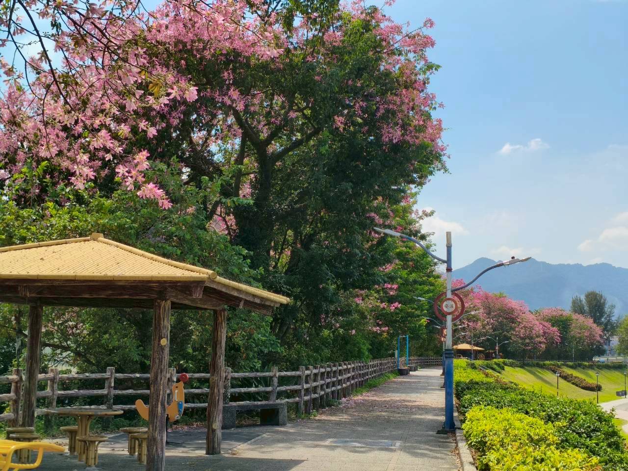 賞美人趁現在   初秋漫遊淡水、三峽享夢幻花海美景...